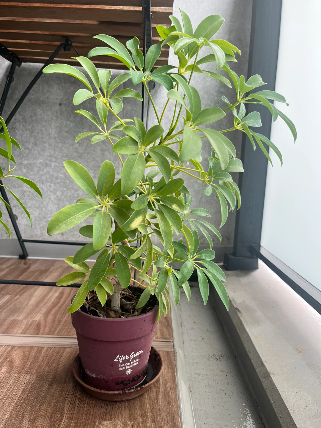 カポック 観葉植物 鉢付き