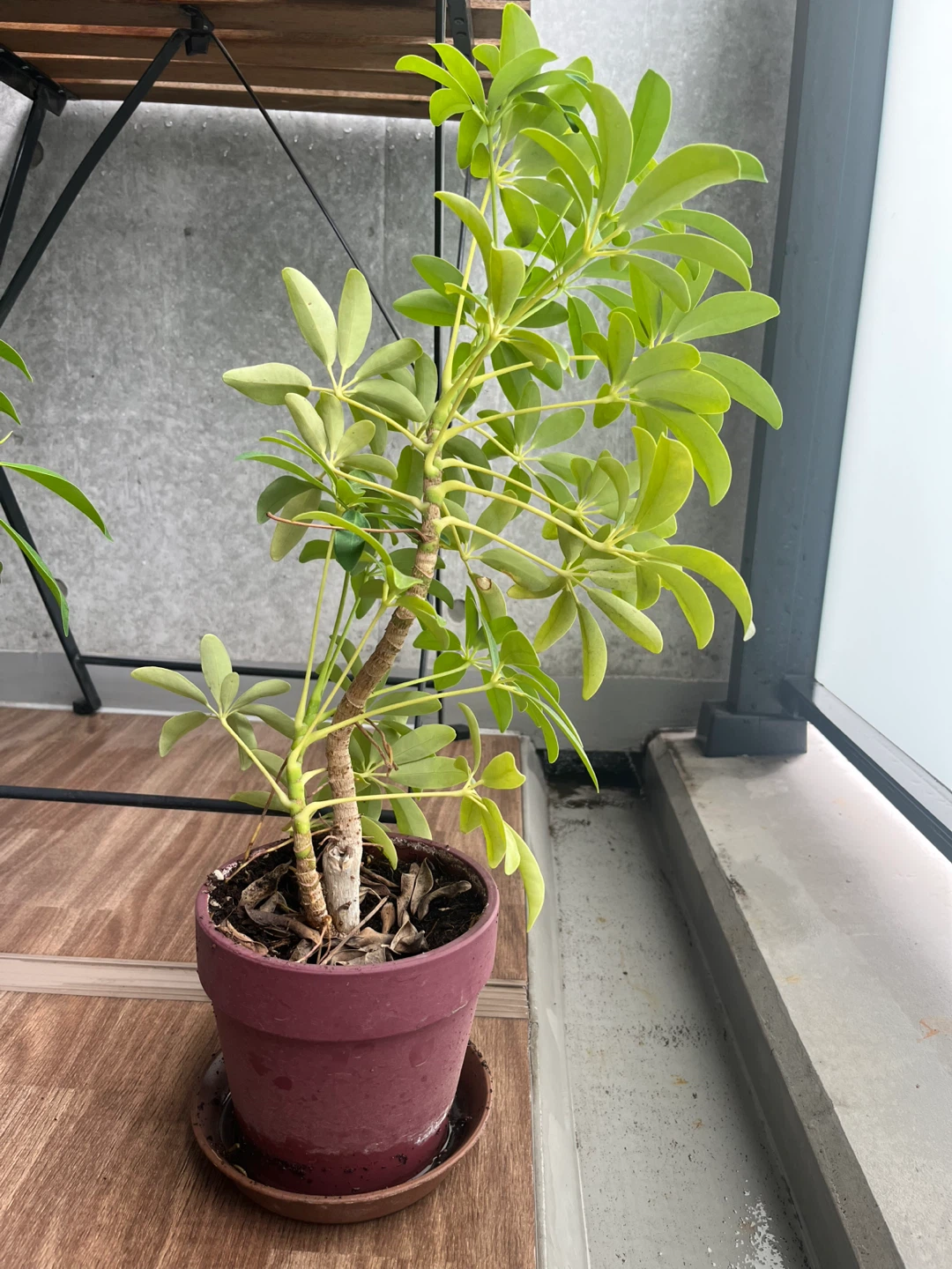 カポック 観葉植物 鉢付きの写真2枚目