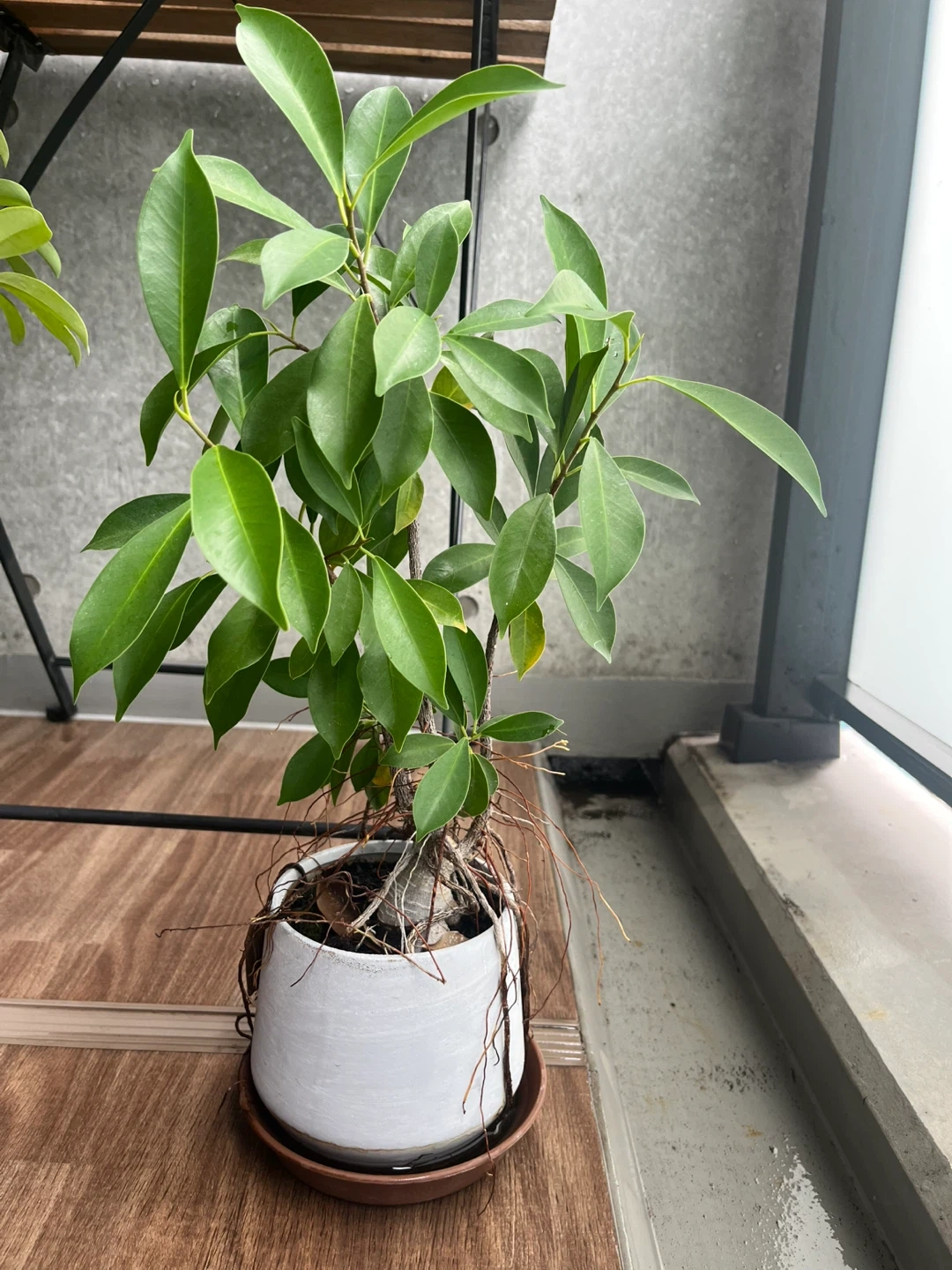ガジュマル 観葉植物 鉢付き