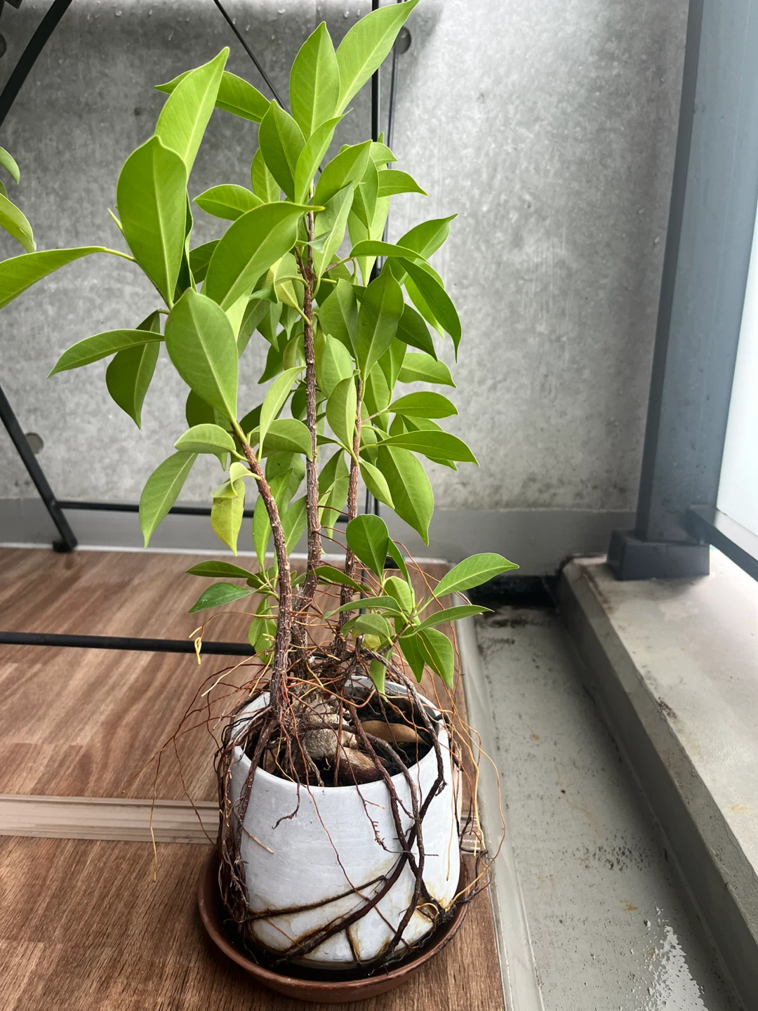 ガジュマル 観葉植物 鉢付きの写真2枚目