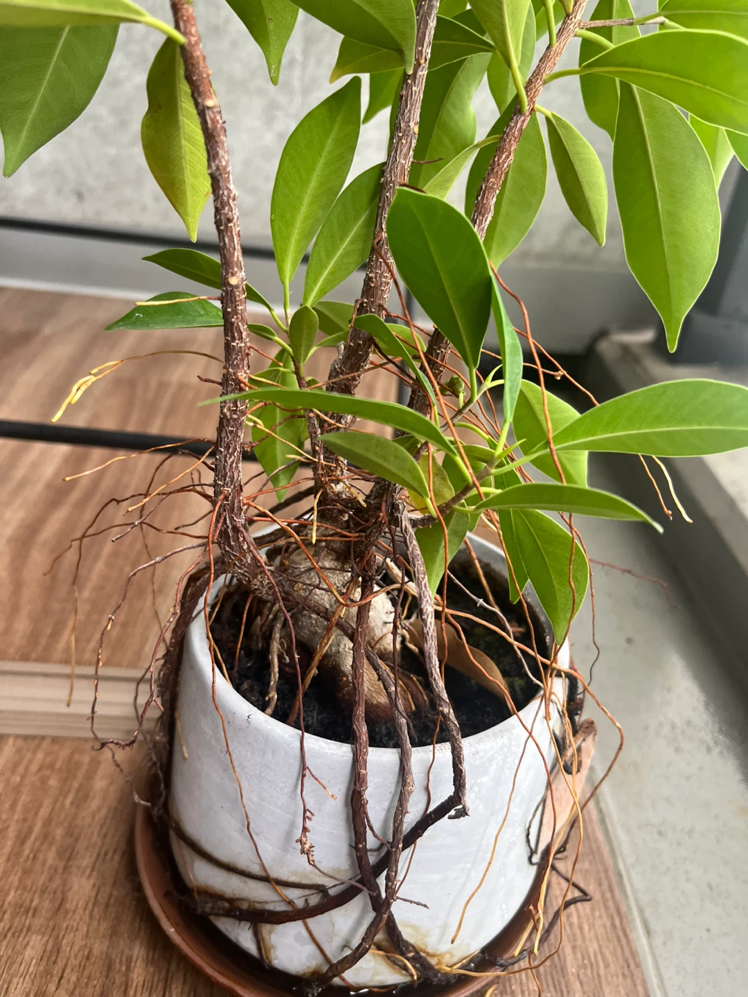 ガジュマル 観葉植物 鉢付きの写真3枚目