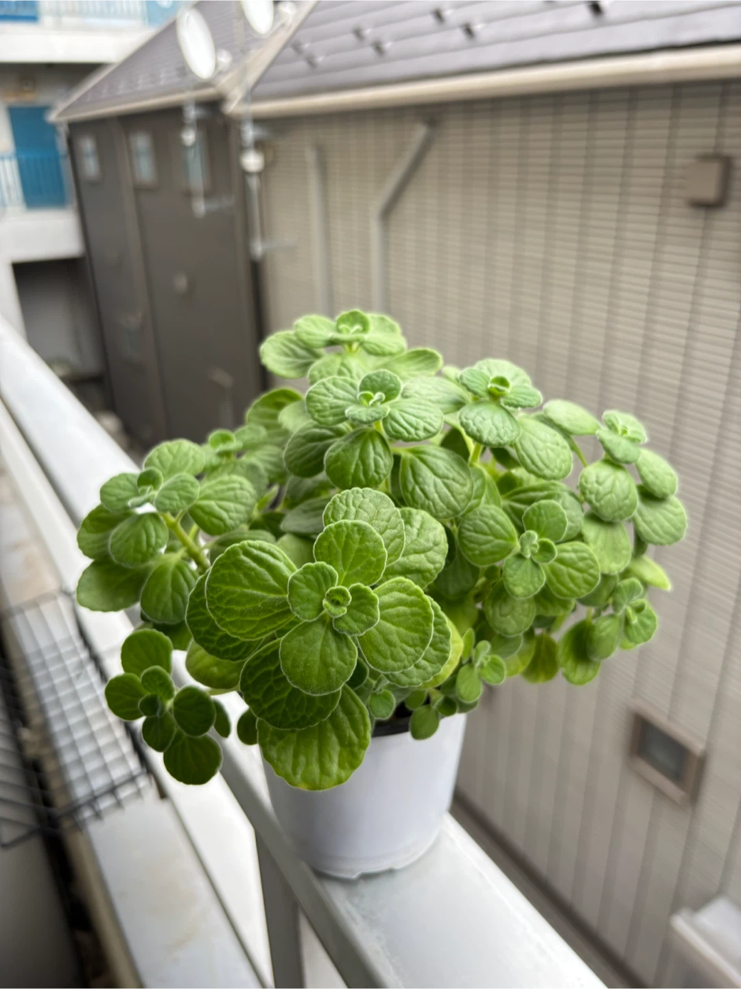 アロマティカス 観葉植物 (鉢付き・ボリューム満点)