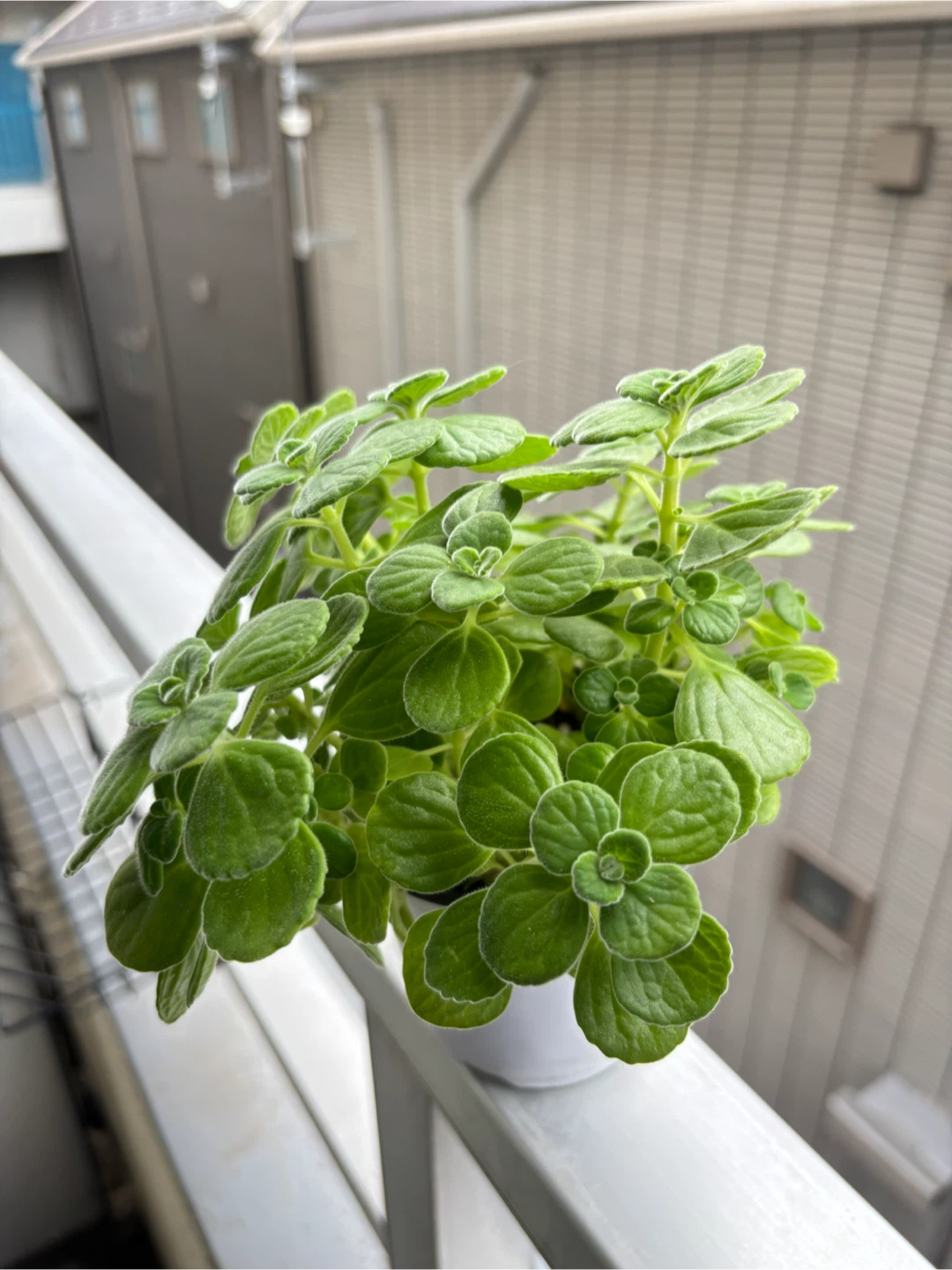 アロマティカス 観葉植物 (鉢付き・ボリューム満点)の写真2枚目