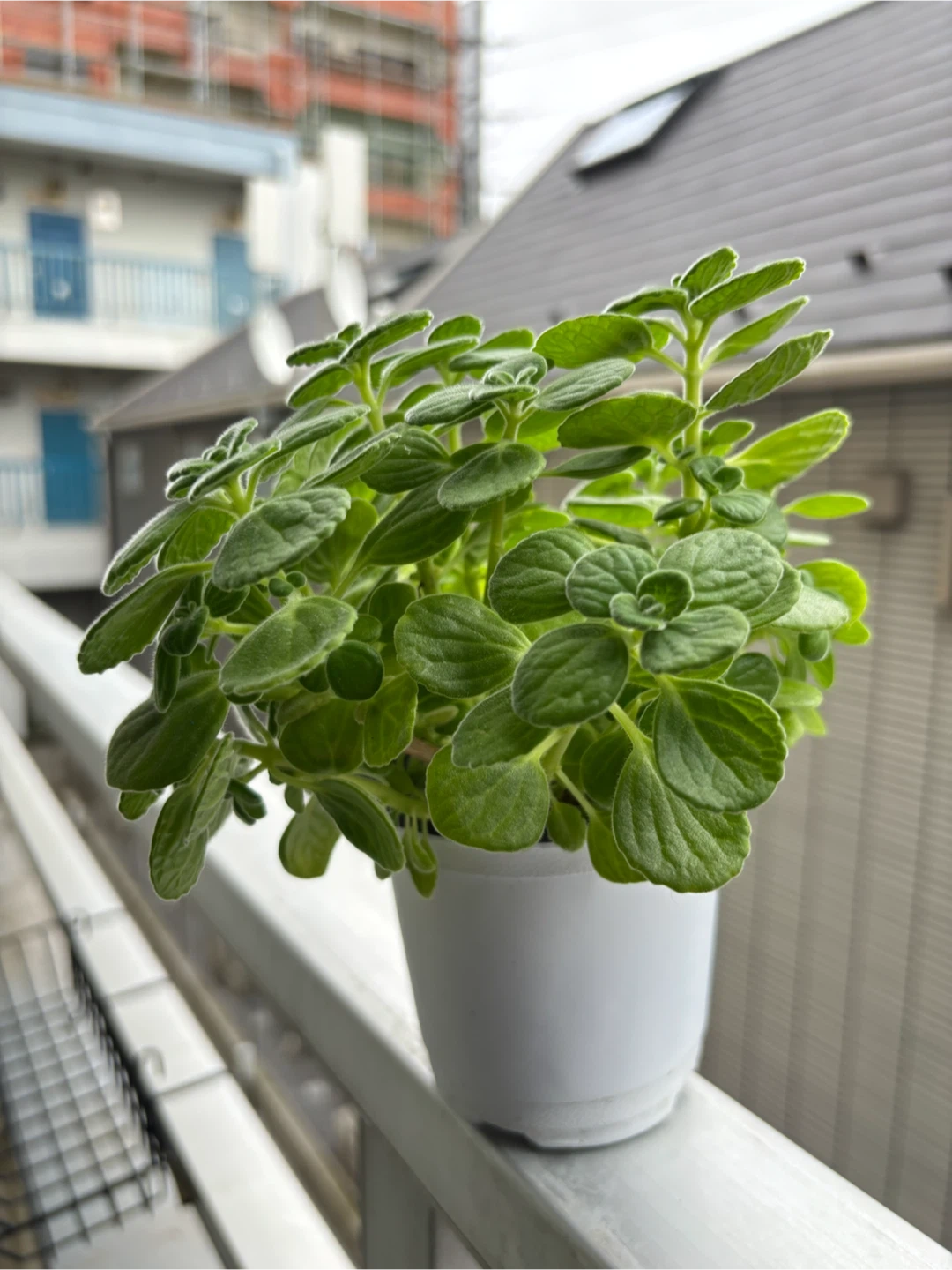 アロマティカス 観葉植物 (鉢付き・ボリューム満点)の写真3枚目