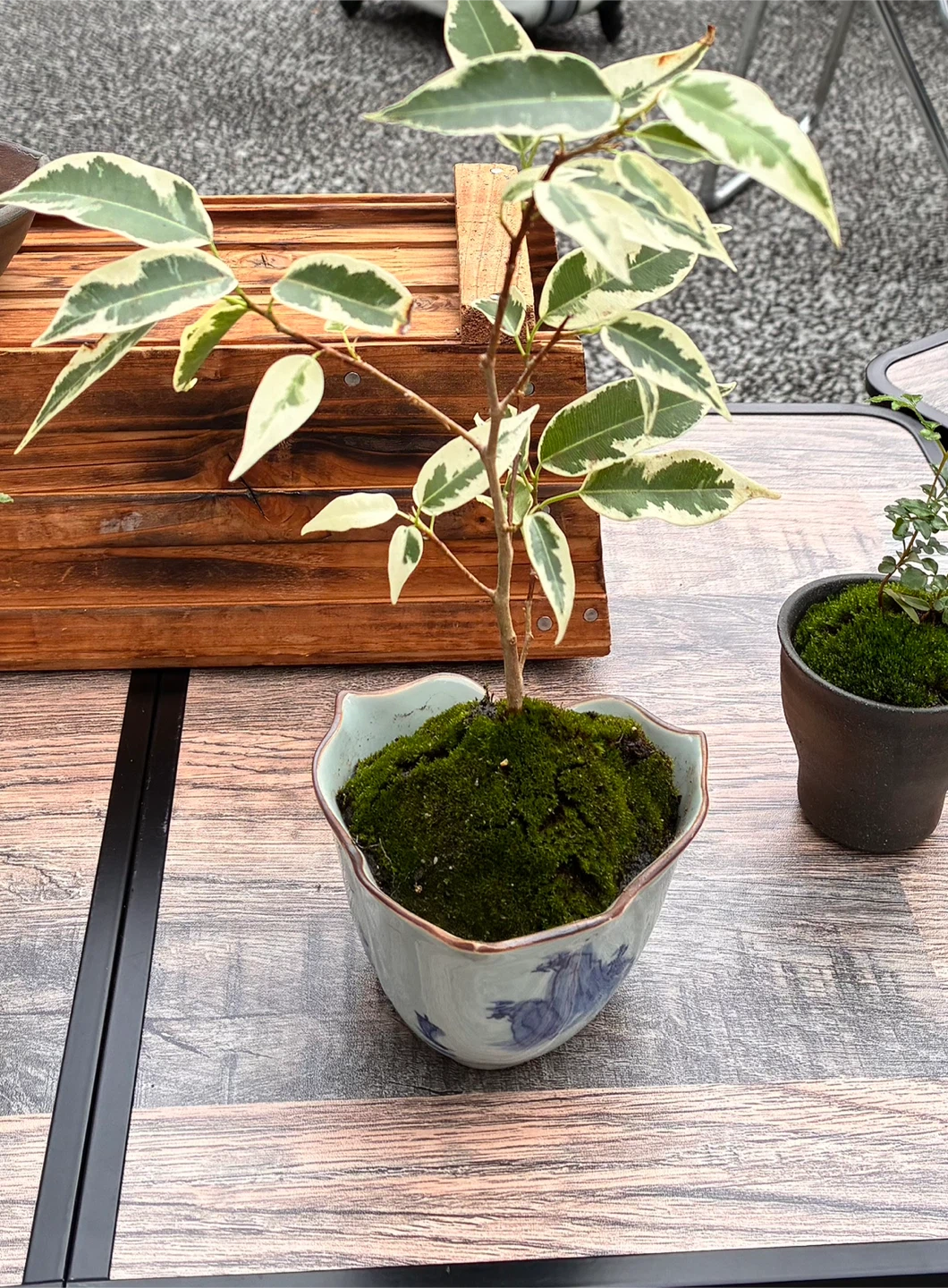 フィカス・ベンジャミン 斑入り 苔玉 陶器鉢付き