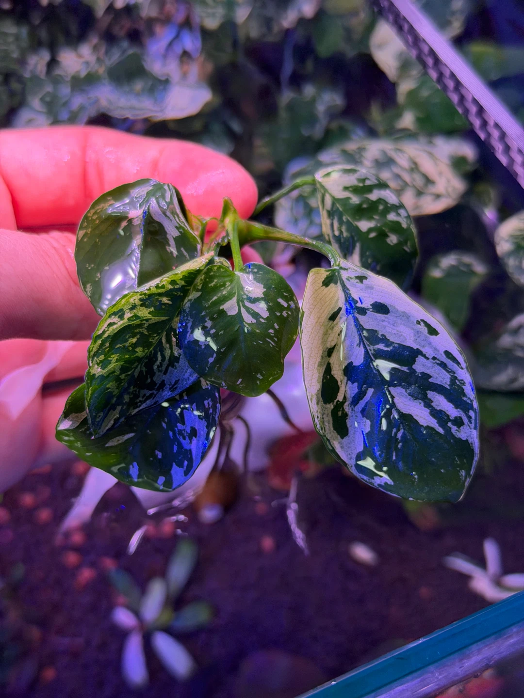 アヌビアス斑入りキング 水草 アクアリウム