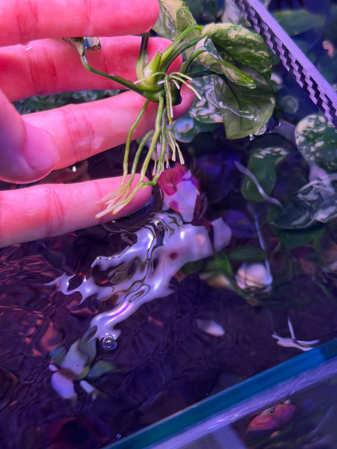 アヌビアス斑入りキング 水草 アクアリウムの写真2枚目