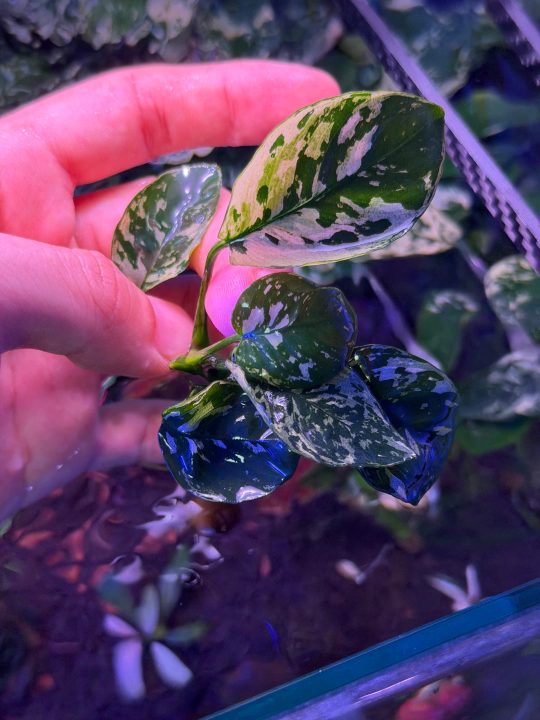 アヌビアス斑入りキング 水草 アクアリウムの写真3枚目