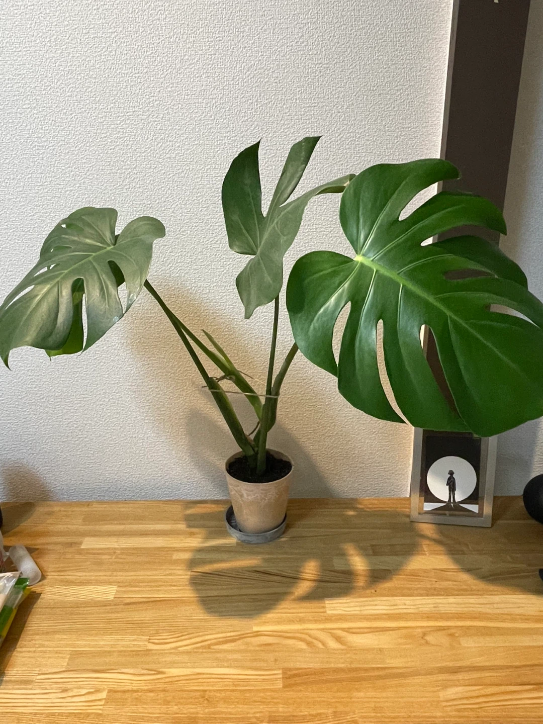 モンステラ 観葉植物 鉢・受け皿付き