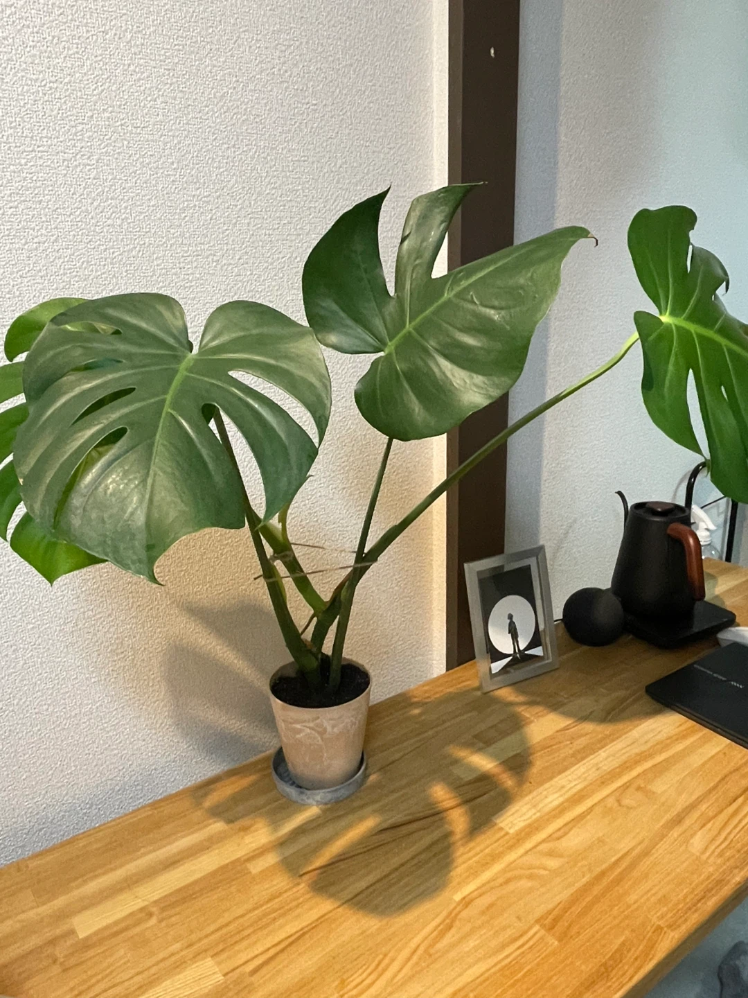 モンステラ 観葉植物 鉢・受け皿付きの写真2枚目