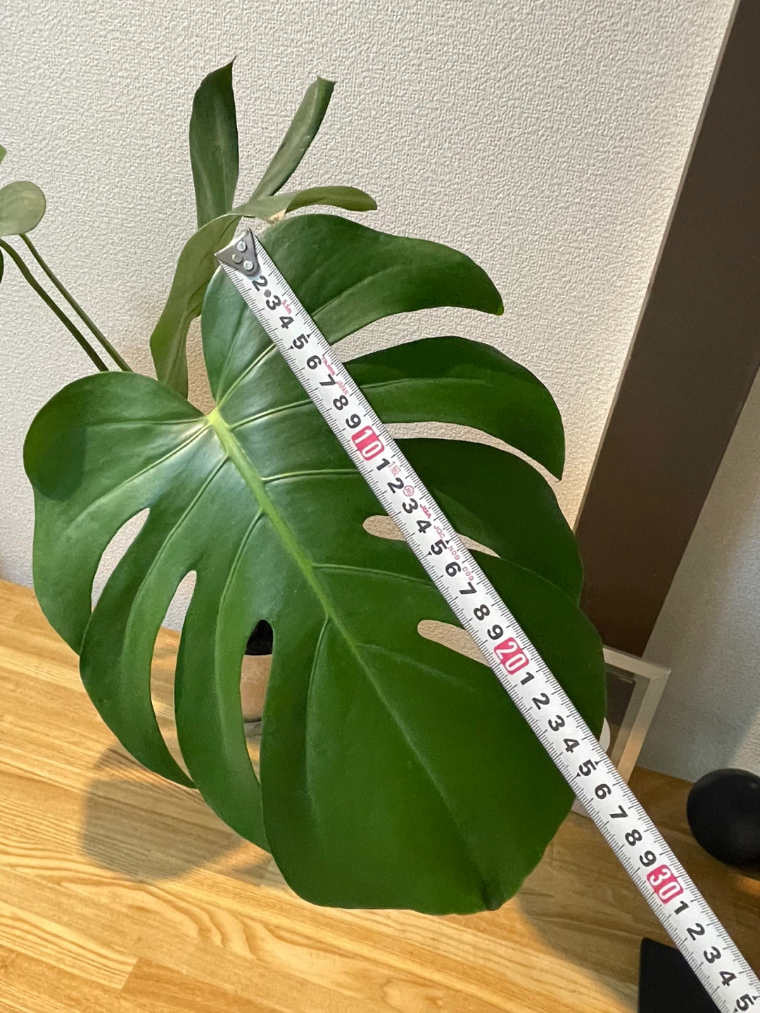 モンステラ 観葉植物 鉢・受け皿付きの写真3枚目