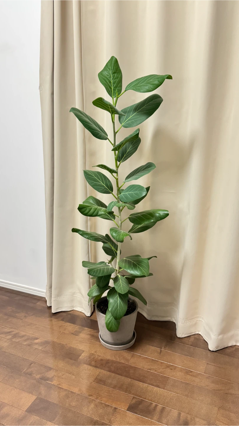 ゴムの木 約130cm 大型観葉植物 鉢付き