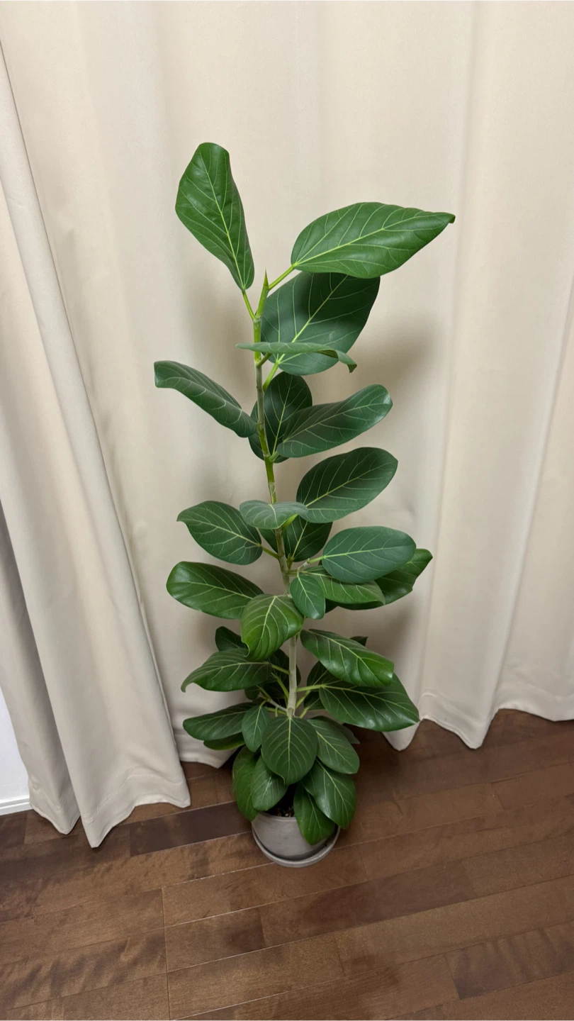 ゴムの木 約130cm 大型観葉植物 鉢付きの写真2枚目