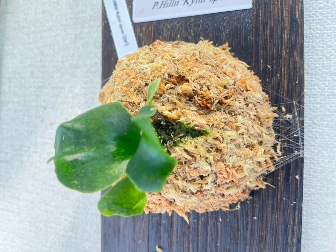 【観葉植物】ビカクシダヒリーキリン幼苗【Hillii Kylin】の写真2枚目