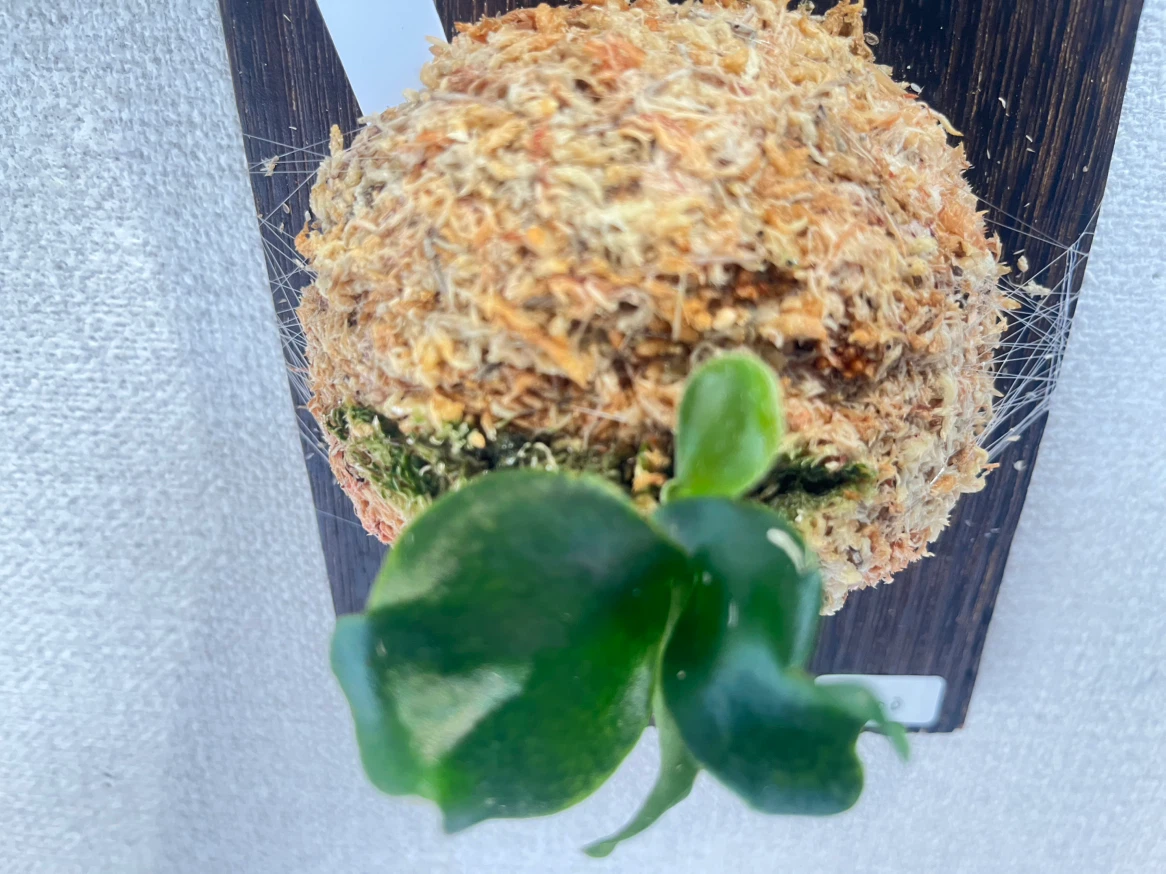 【観葉植物】ビカクシダヒリーキリン幼苗【Hillii Kylin】の写真8枚目
