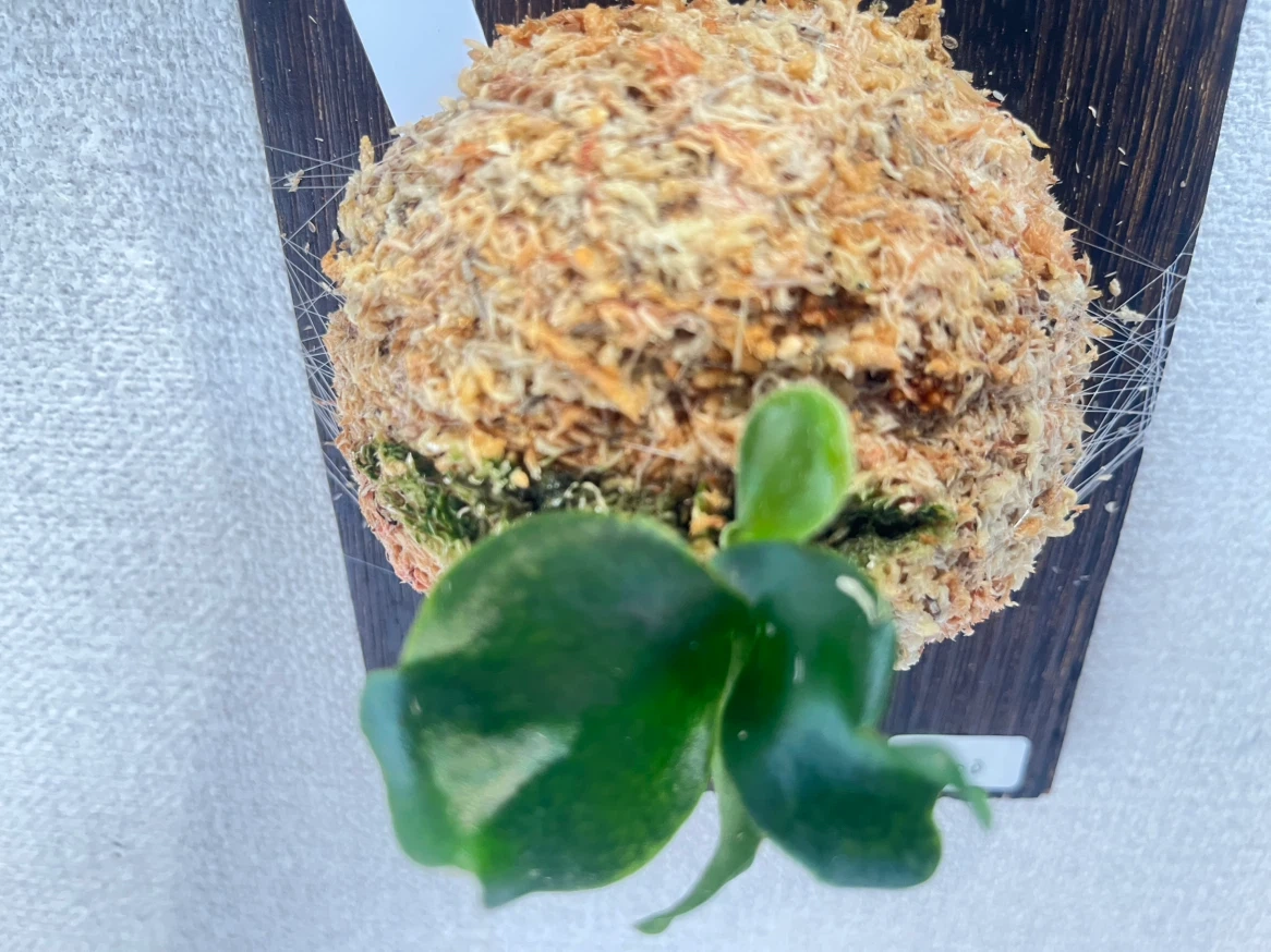 【観葉植物】ビカクシダヒリーキリン幼苗【Hillii Kylin】の写真8枚目