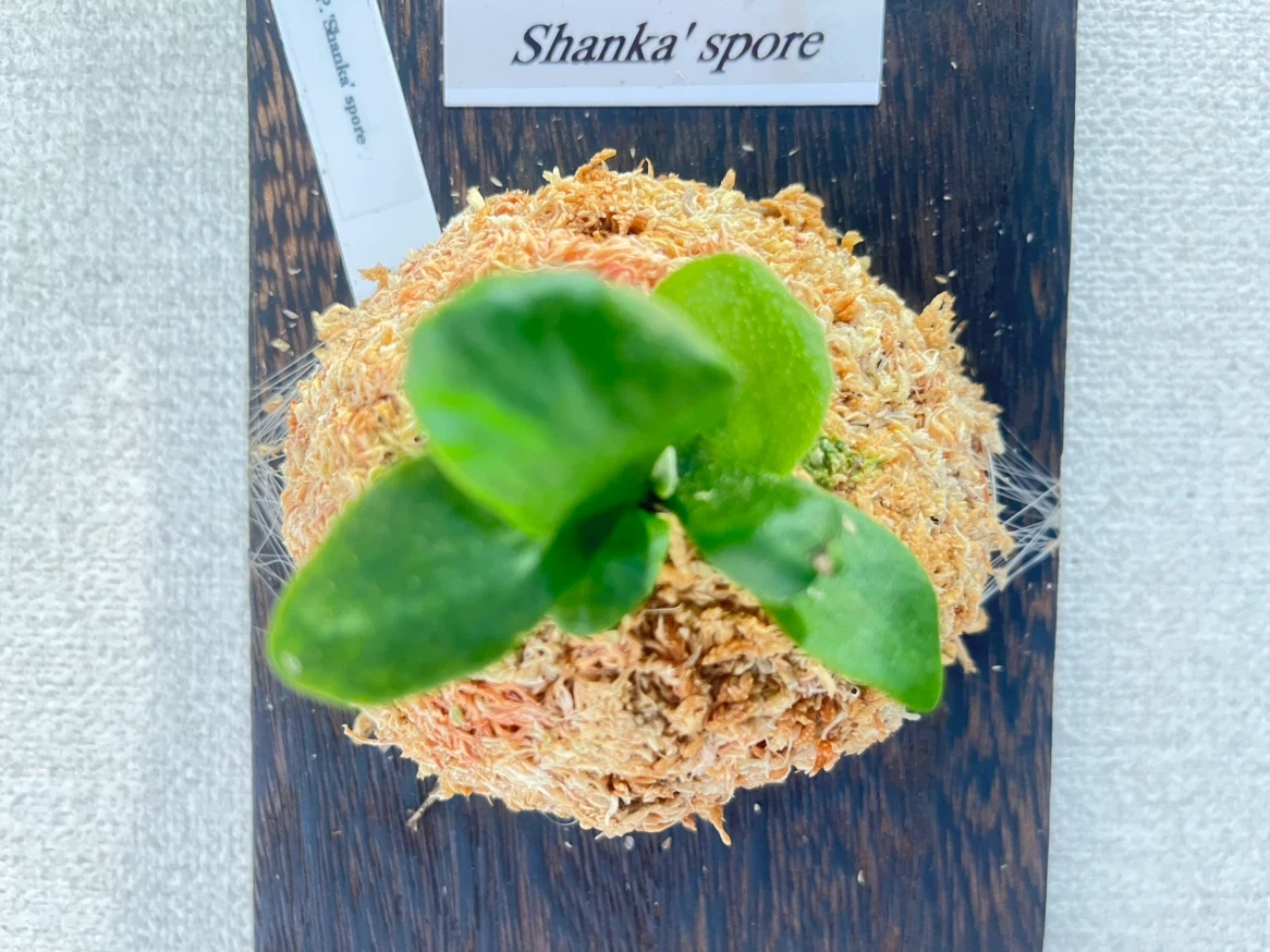 【観葉植物】ビカクシダShanka' spore
