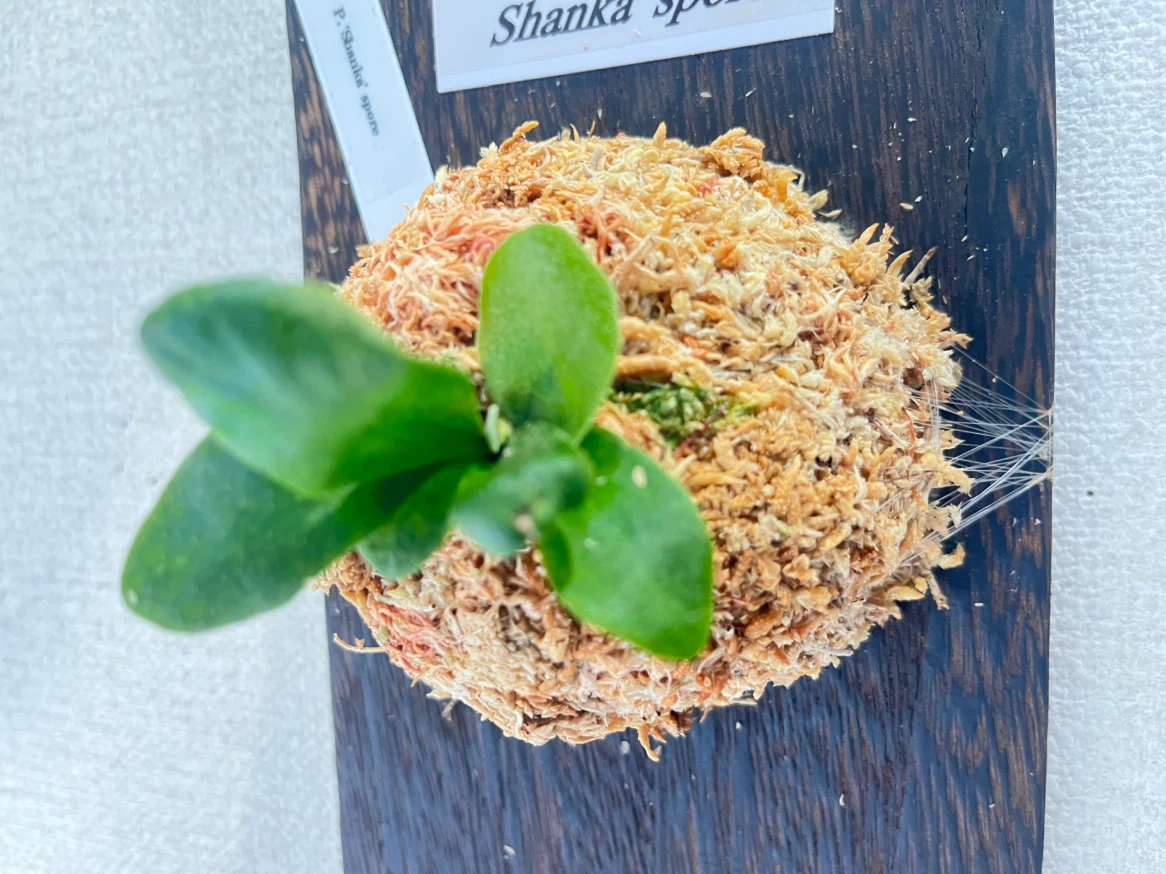 【観葉植物】ビカクシダShanka' sporeの写真2枚目