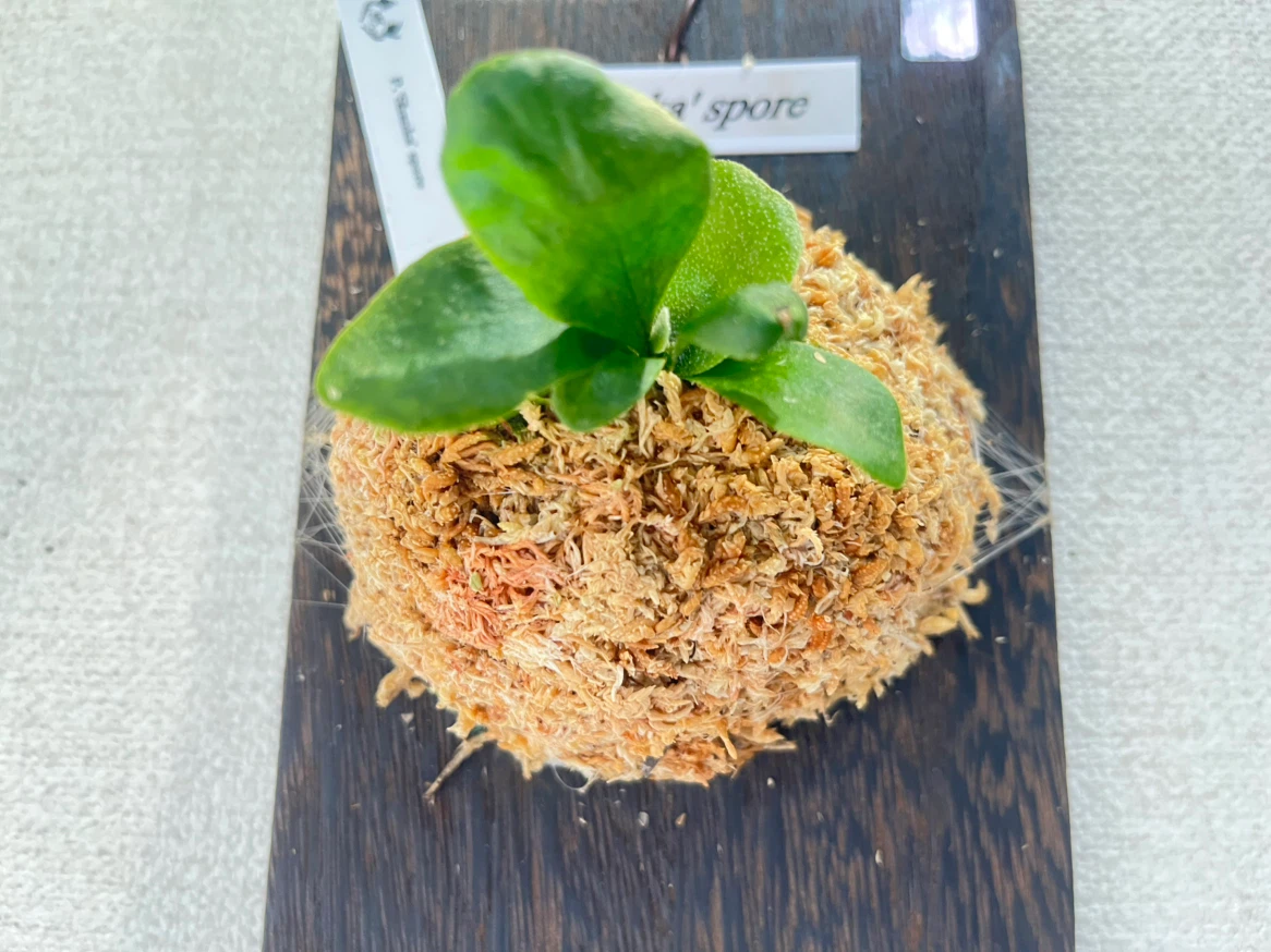 【観葉植物】ビカクシダShanka' sporeの写真3枚目