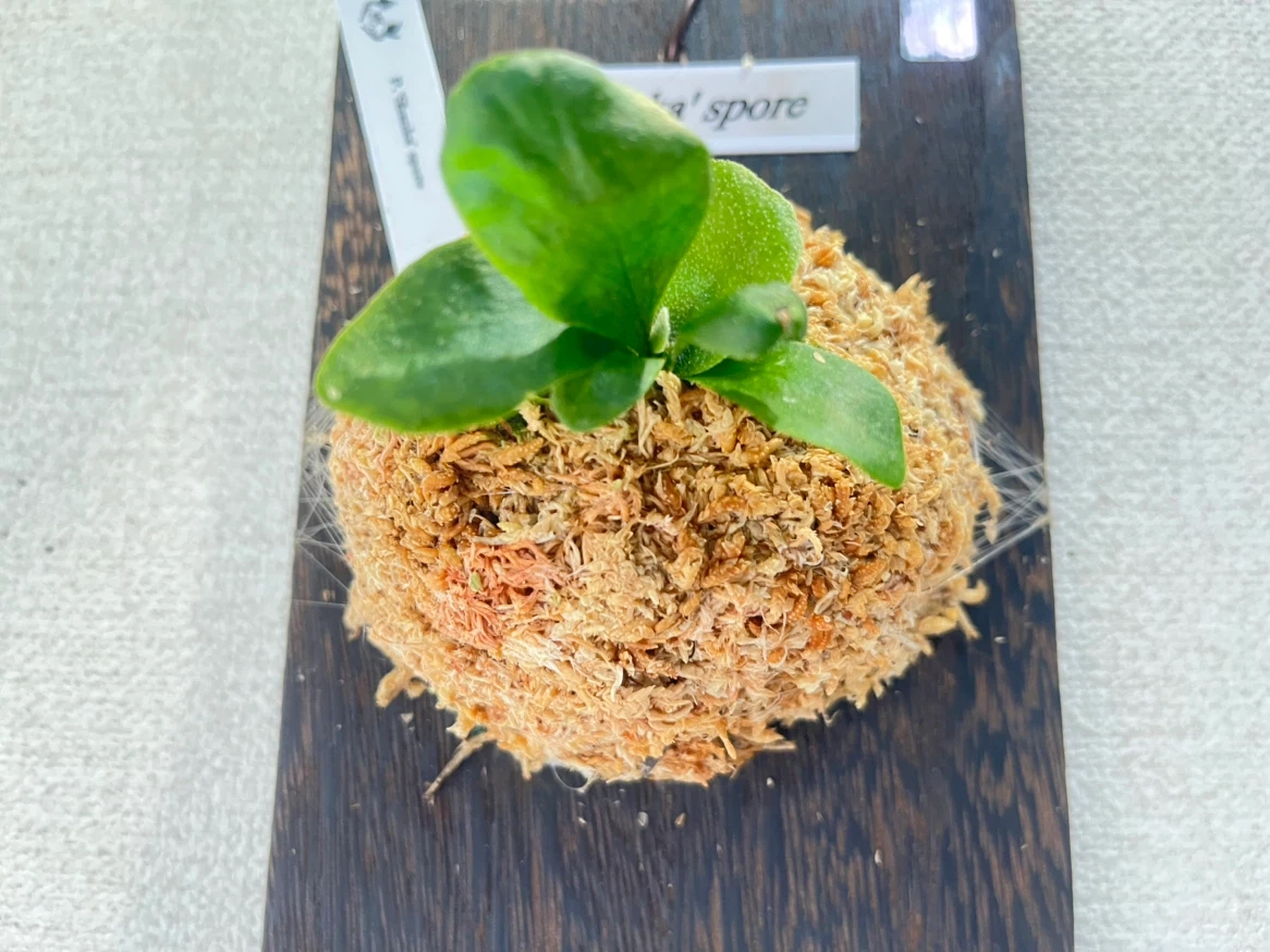 【観葉植物】ビカクシダShanka' sporeの写真3枚目