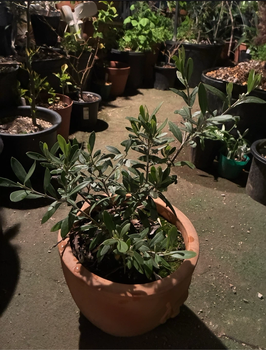 オリーブの木 鉢植え
