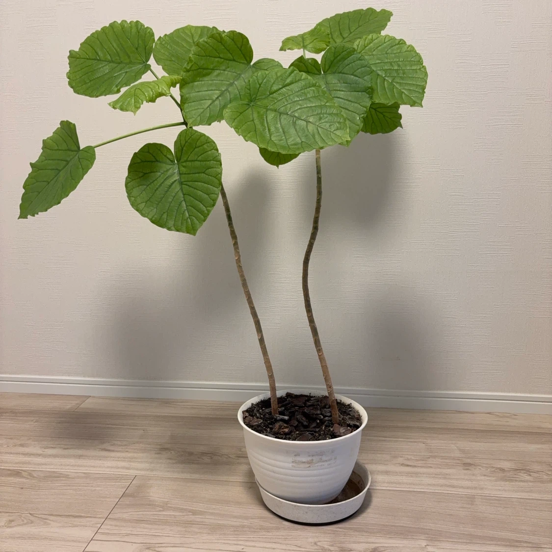 ウンベラータ 観葉植物 白鉢付き 2本建て