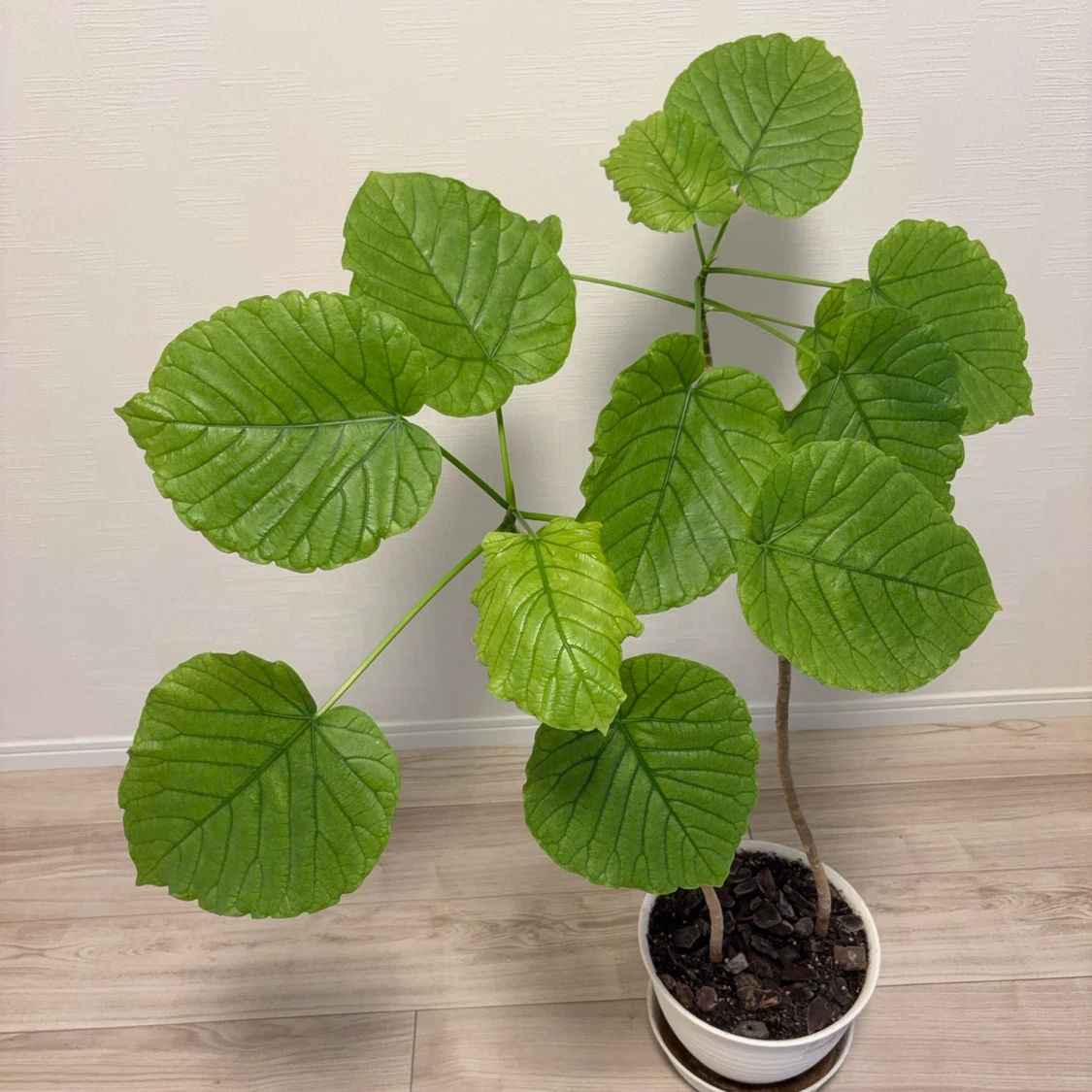 ウンベラータ 観葉植物 白鉢付き　2本建ての写真2枚目