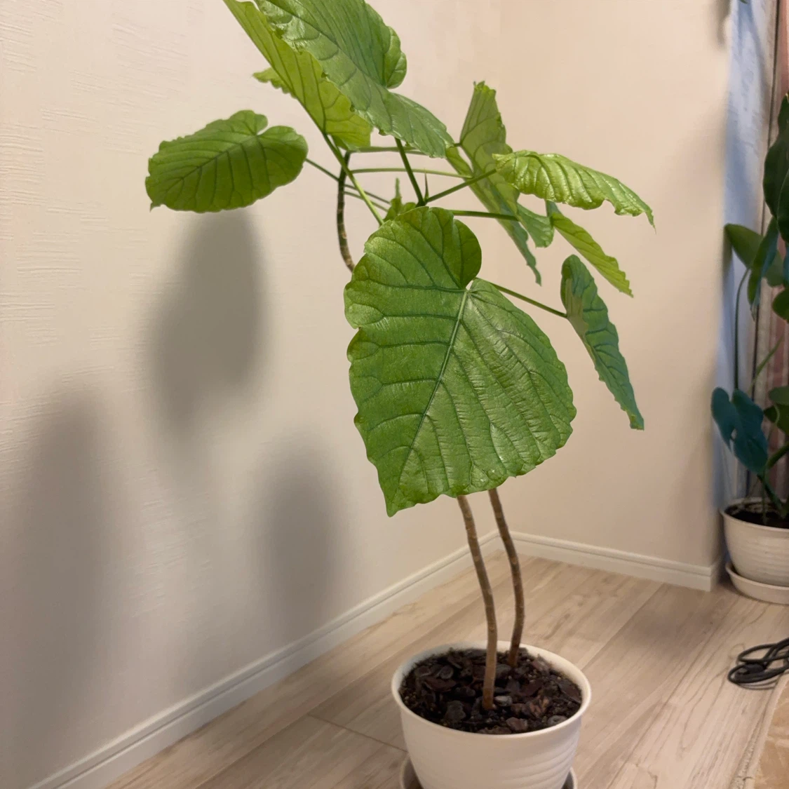 ウンベラータ 観葉植物 白鉢付き　2本建ての写真3枚目