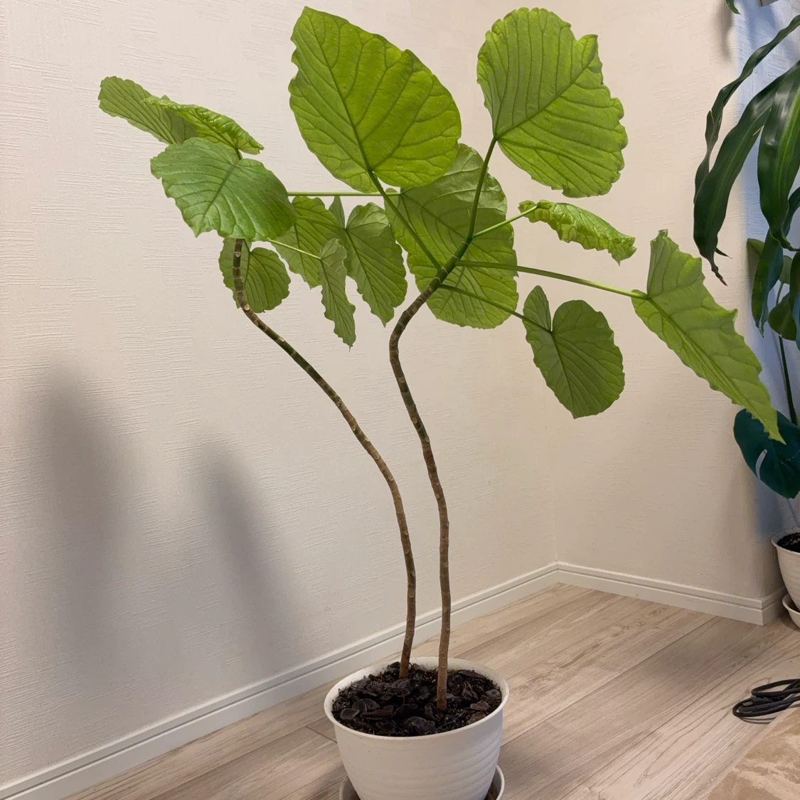 ウンベラータ 観葉植物 白鉢付き　2本建ての写真4枚目