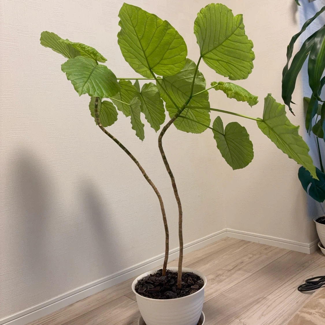 ウンベラータ 観葉植物 白鉢付き 2本建ての写真4枚目
