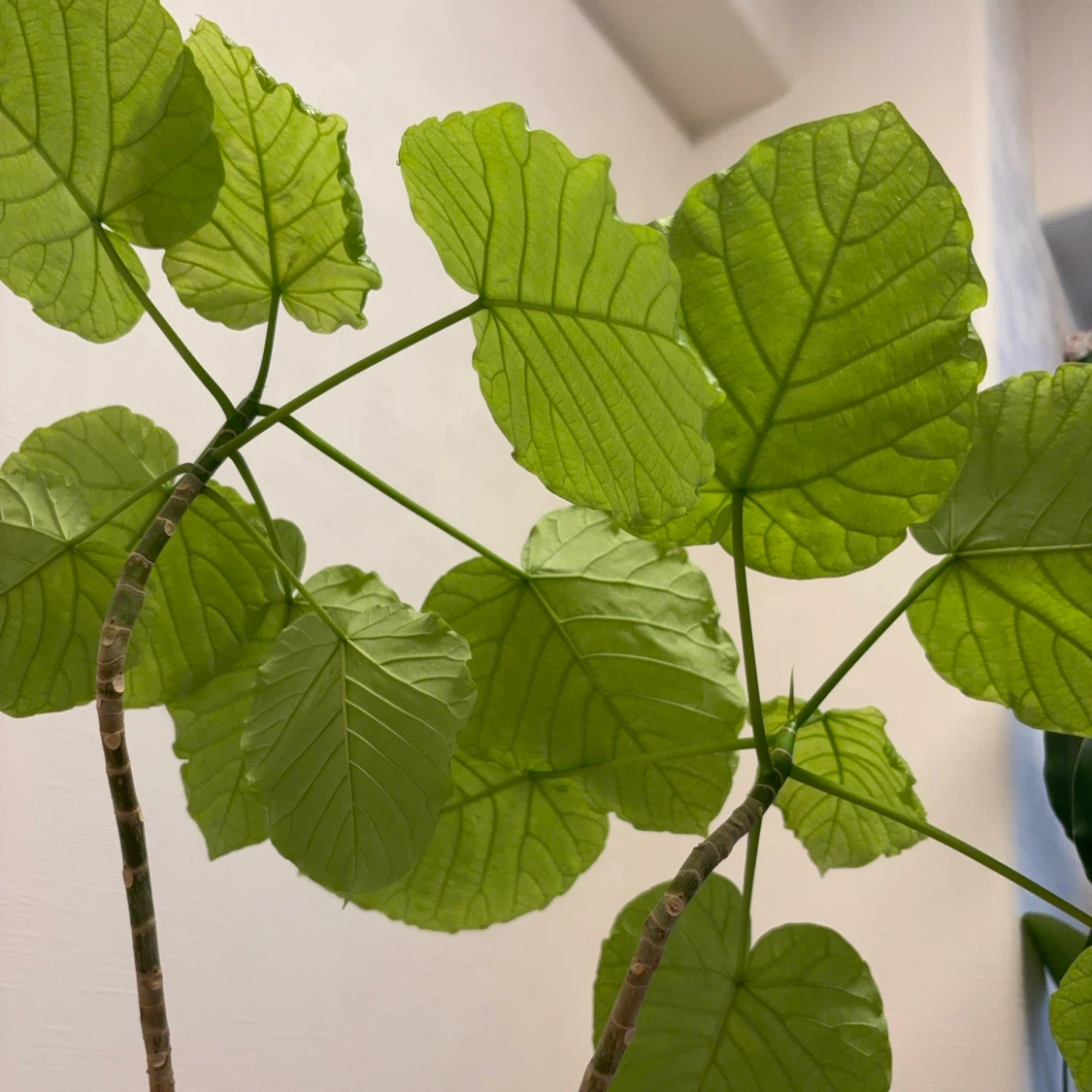 ウンベラータ 観葉植物 白鉢付き　2本建ての写真5枚目