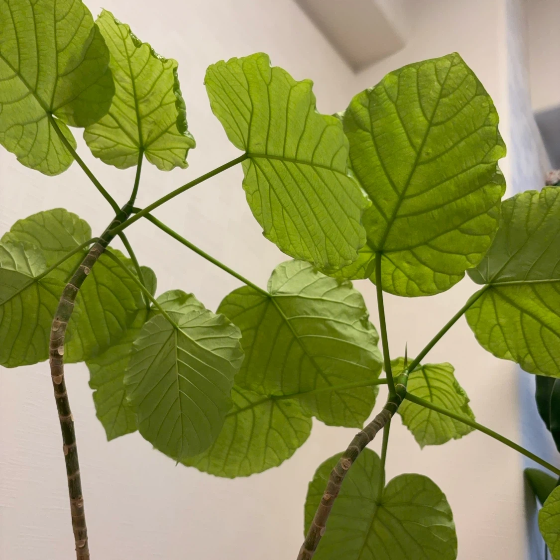 ウンベラータ 観葉植物 白鉢付き 2本建ての写真5枚目
