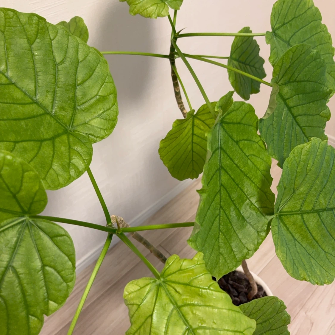 ウンベラータ 観葉植物 白鉢付き 2本建ての写真7枚目
