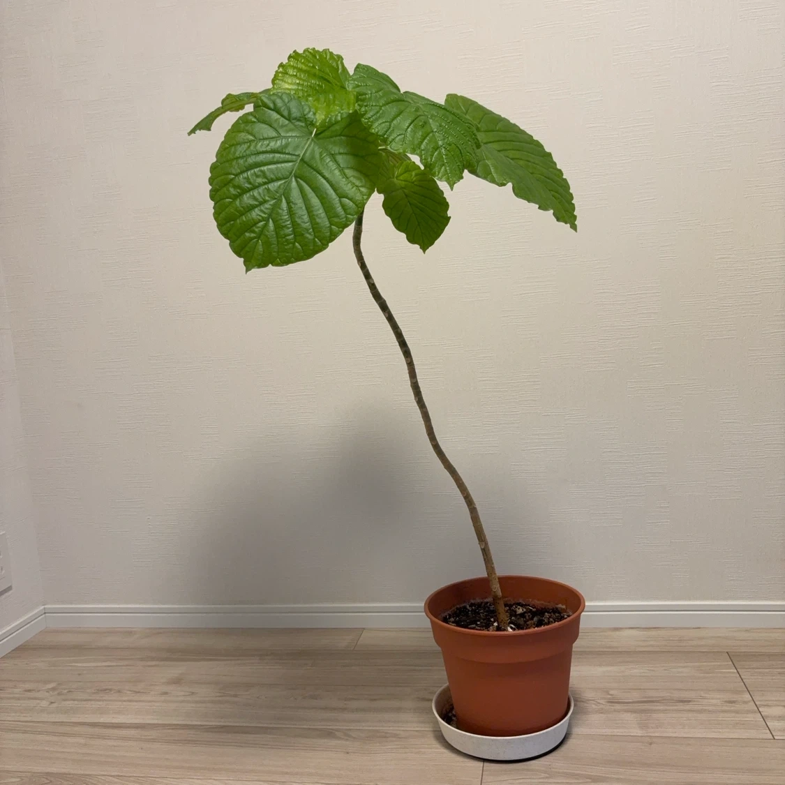 観葉植物 ウンベラータ 1本建て