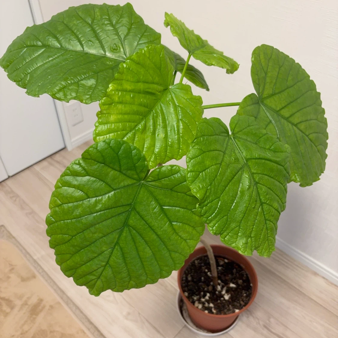 観葉植物 ウンベラータ 1本建ての写真2枚目