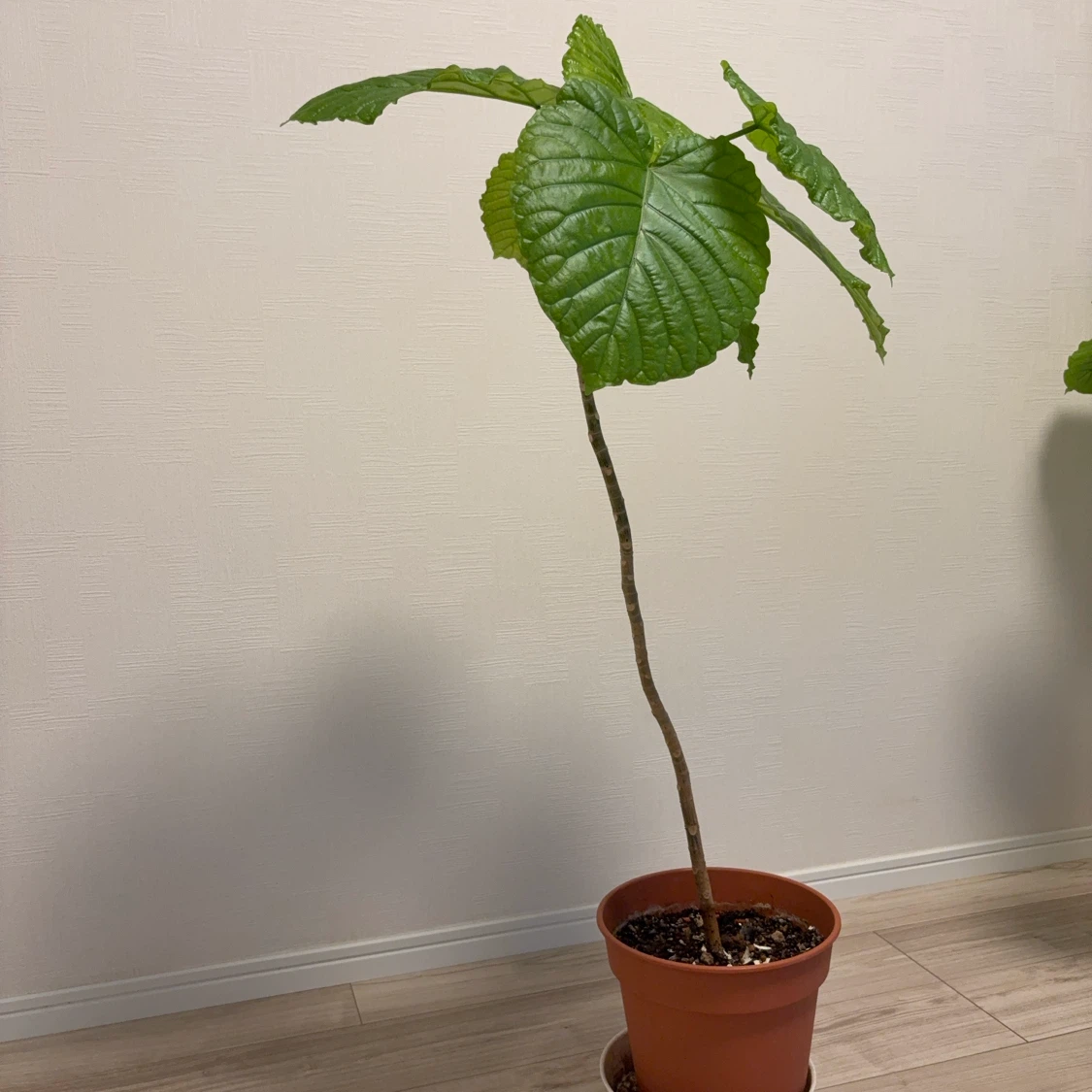 観葉植物　ウンベラータ　1本建ての写真3枚目
