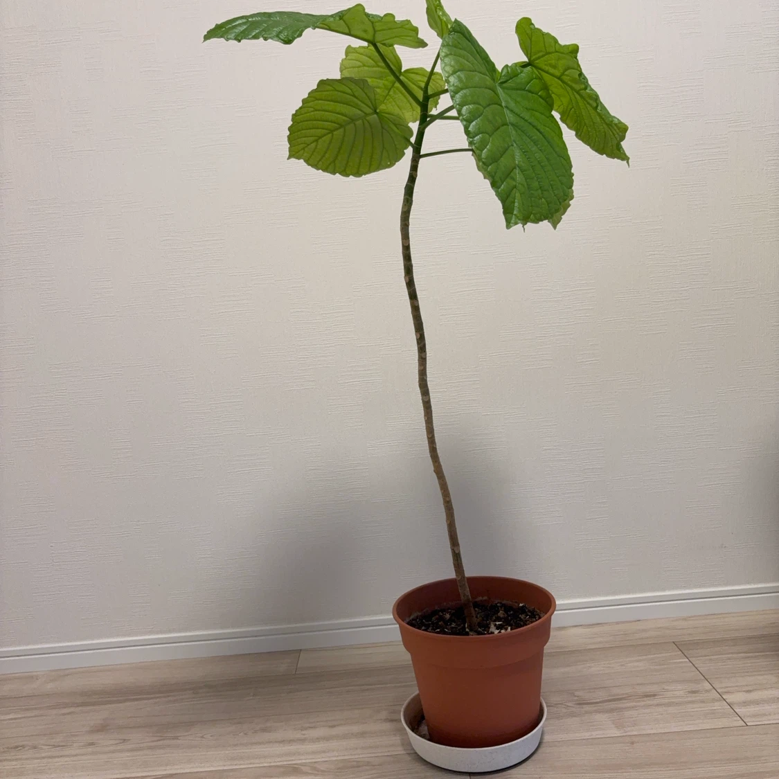 観葉植物　ウンベラータ　1本建ての写真4枚目