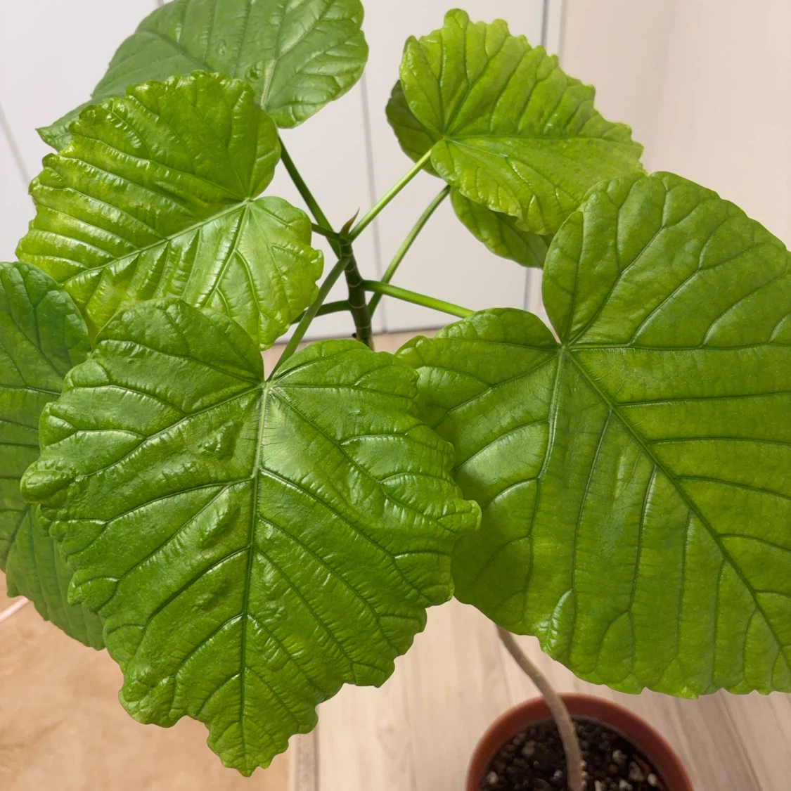 観葉植物　ウンベラータ　1本建ての写真5枚目