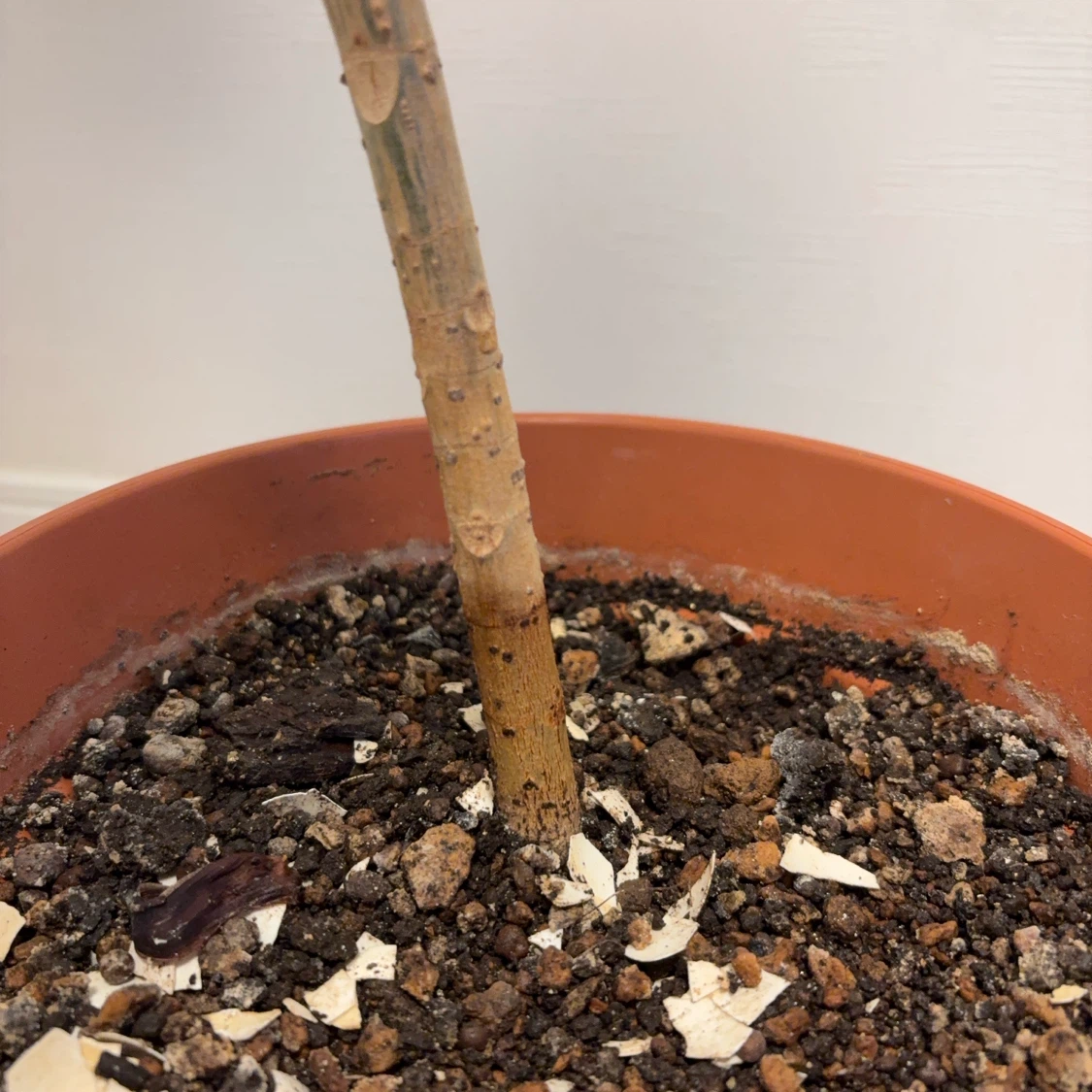 観葉植物　ウンベラータ　1本建ての写真6枚目