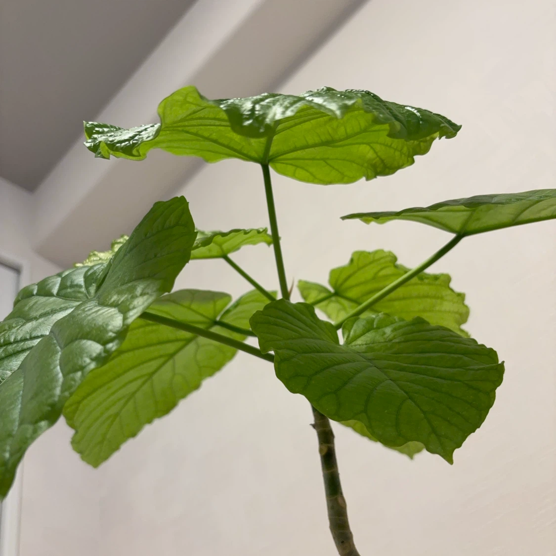 観葉植物　ウンベラータ　1本建ての写真7枚目