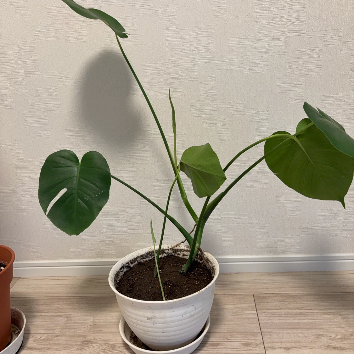 観葉植物　モンステラ
