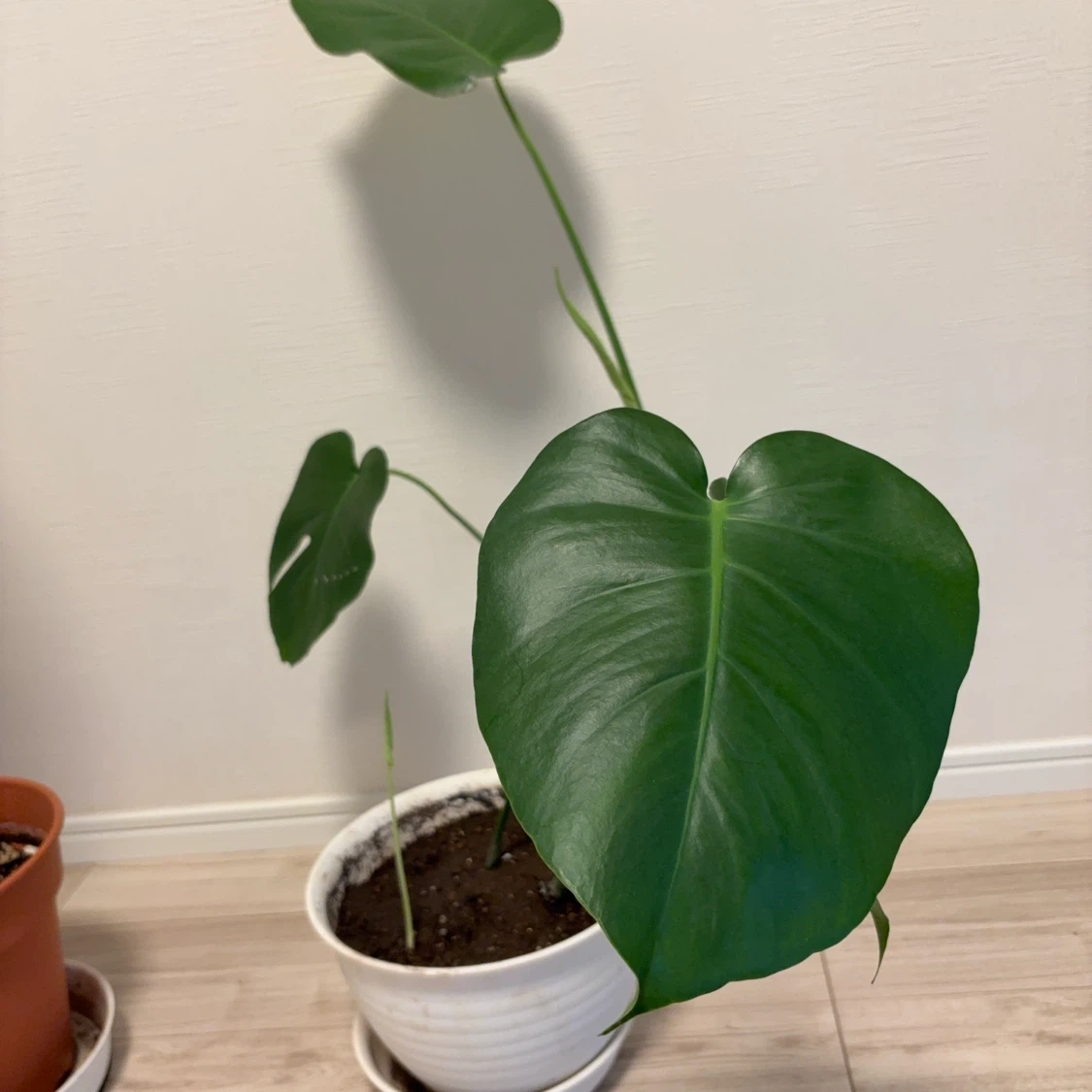 観葉植物 モンステラの写真2枚目