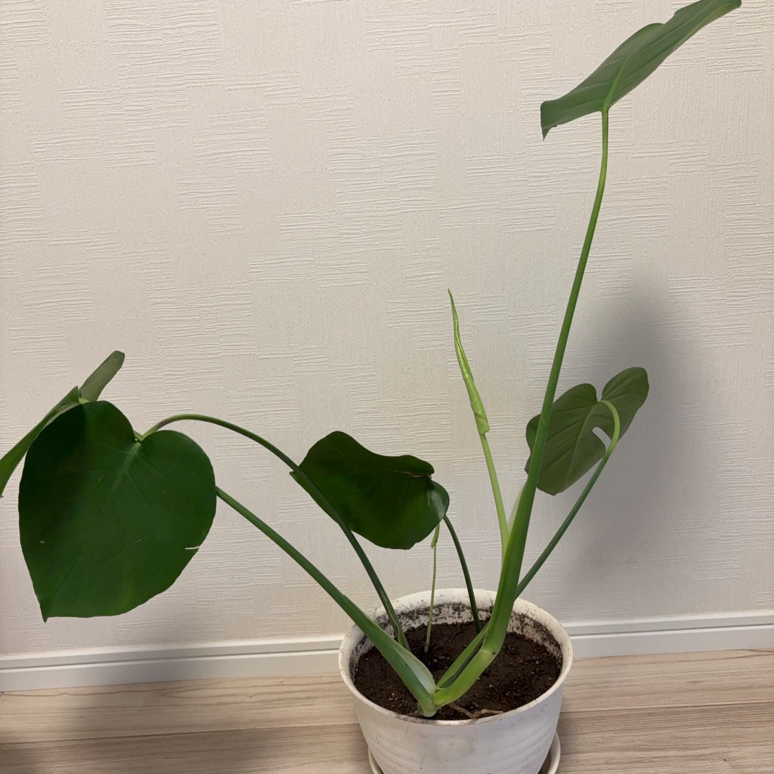観葉植物　モンステラの写真3枚目