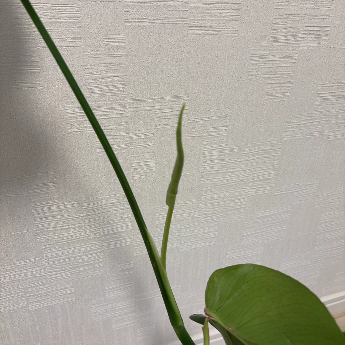 観葉植物　モンステラの写真4枚目