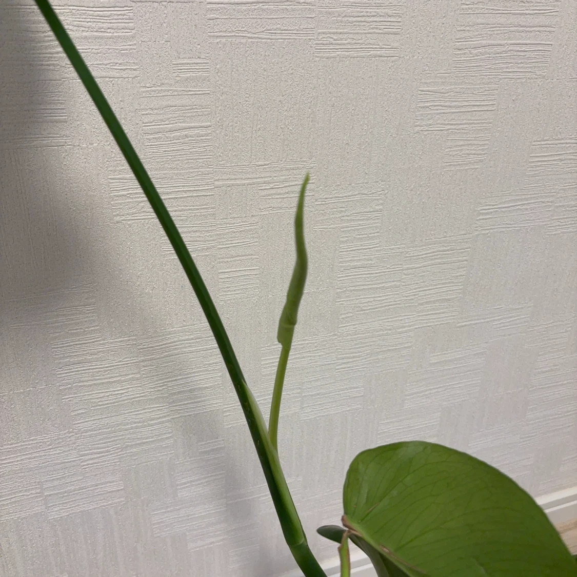 観葉植物 モンステラの写真4枚目