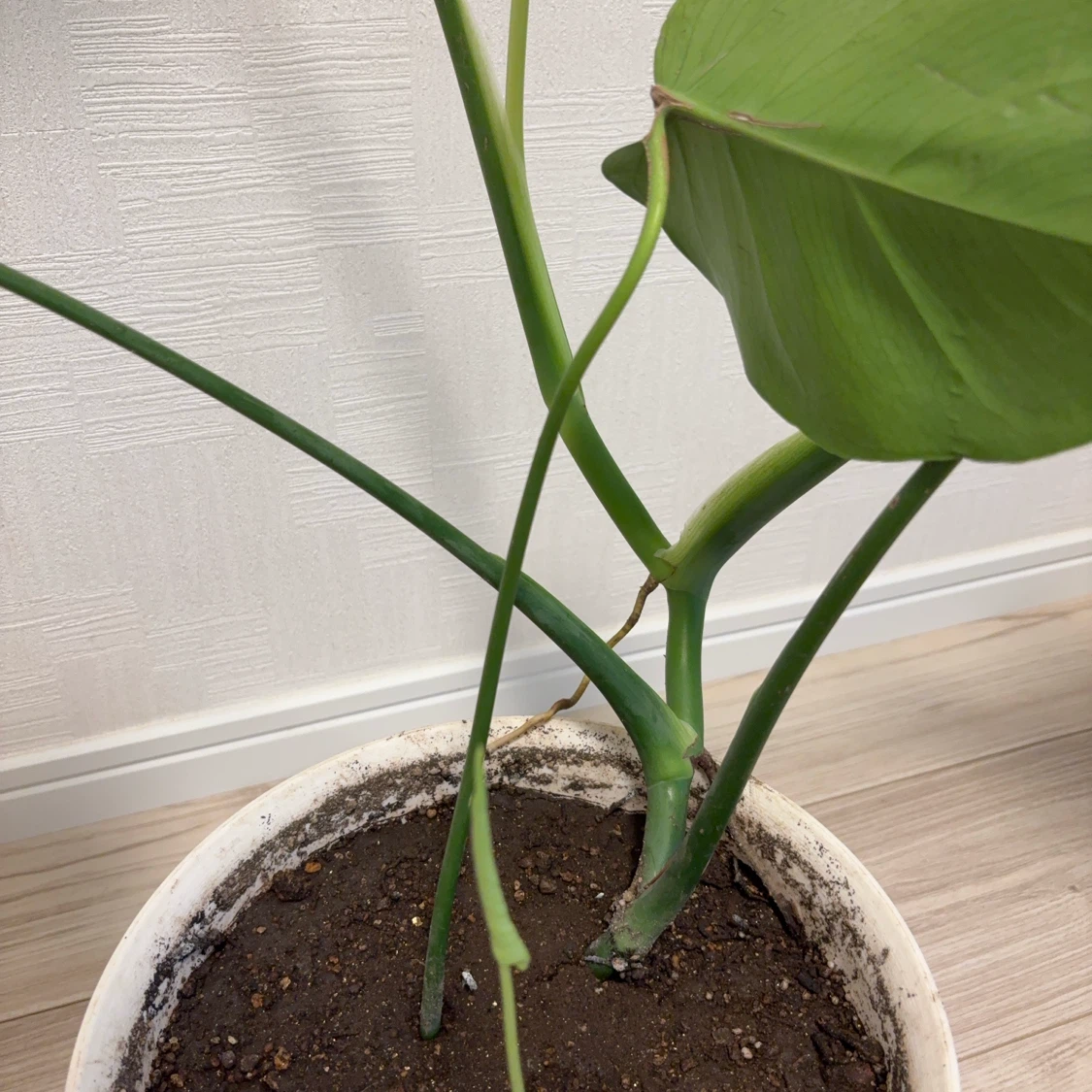 観葉植物　モンステラの写真5枚目