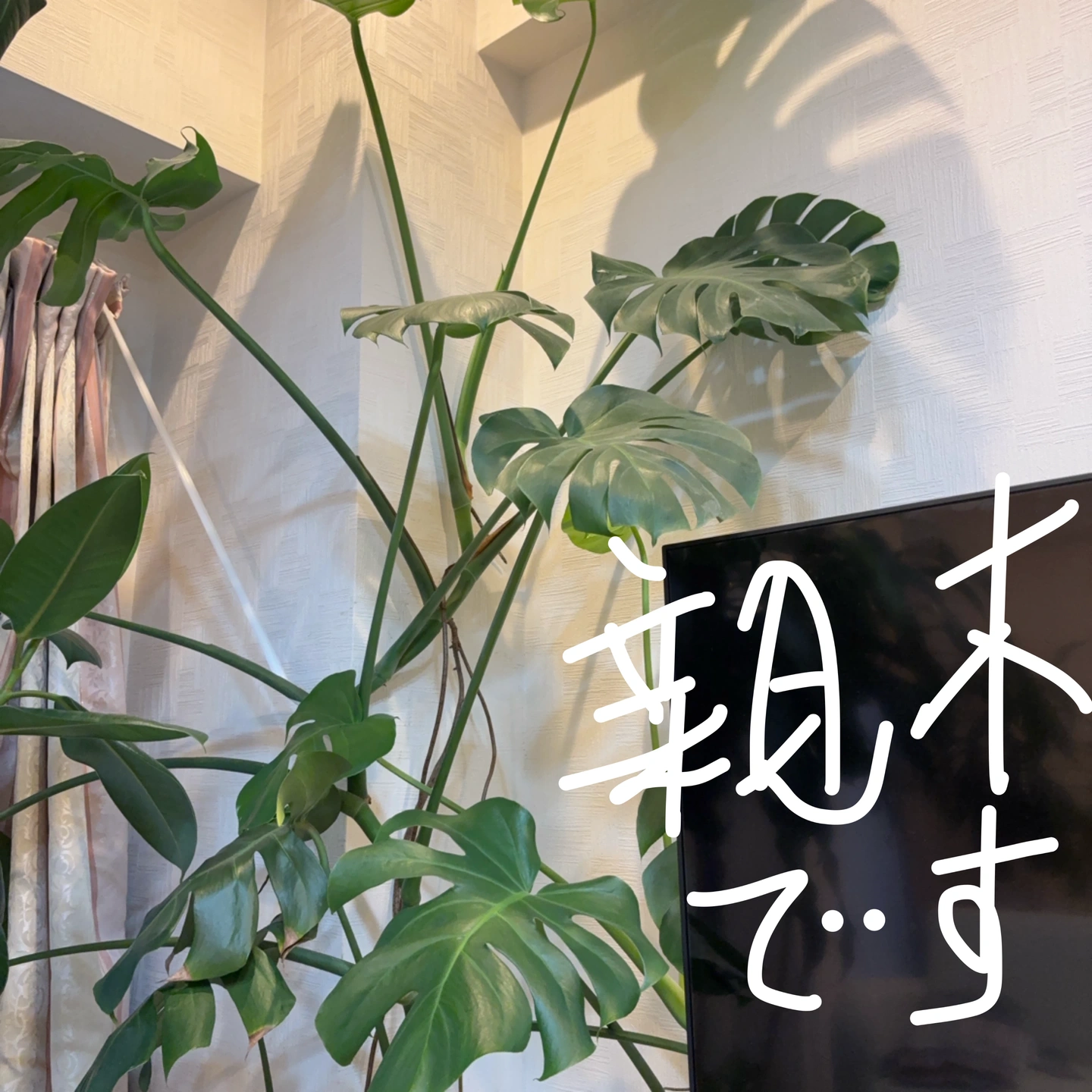 観葉植物 モンステラの写真6枚目