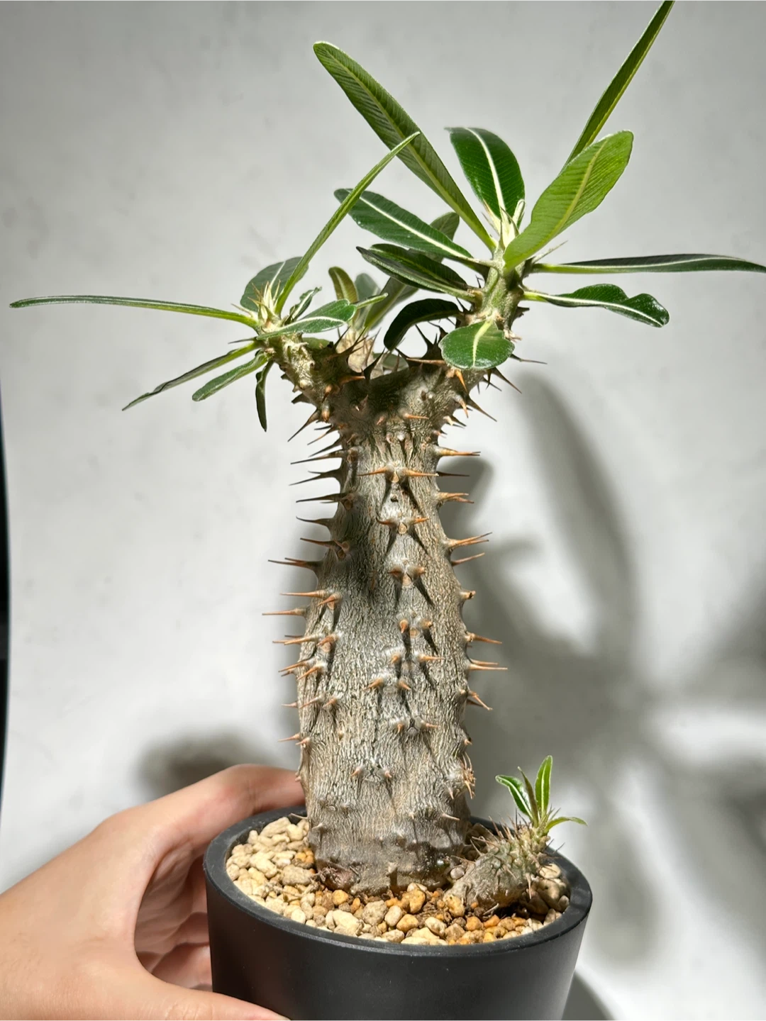 パキポディウム ロスラーツム 観葉植物