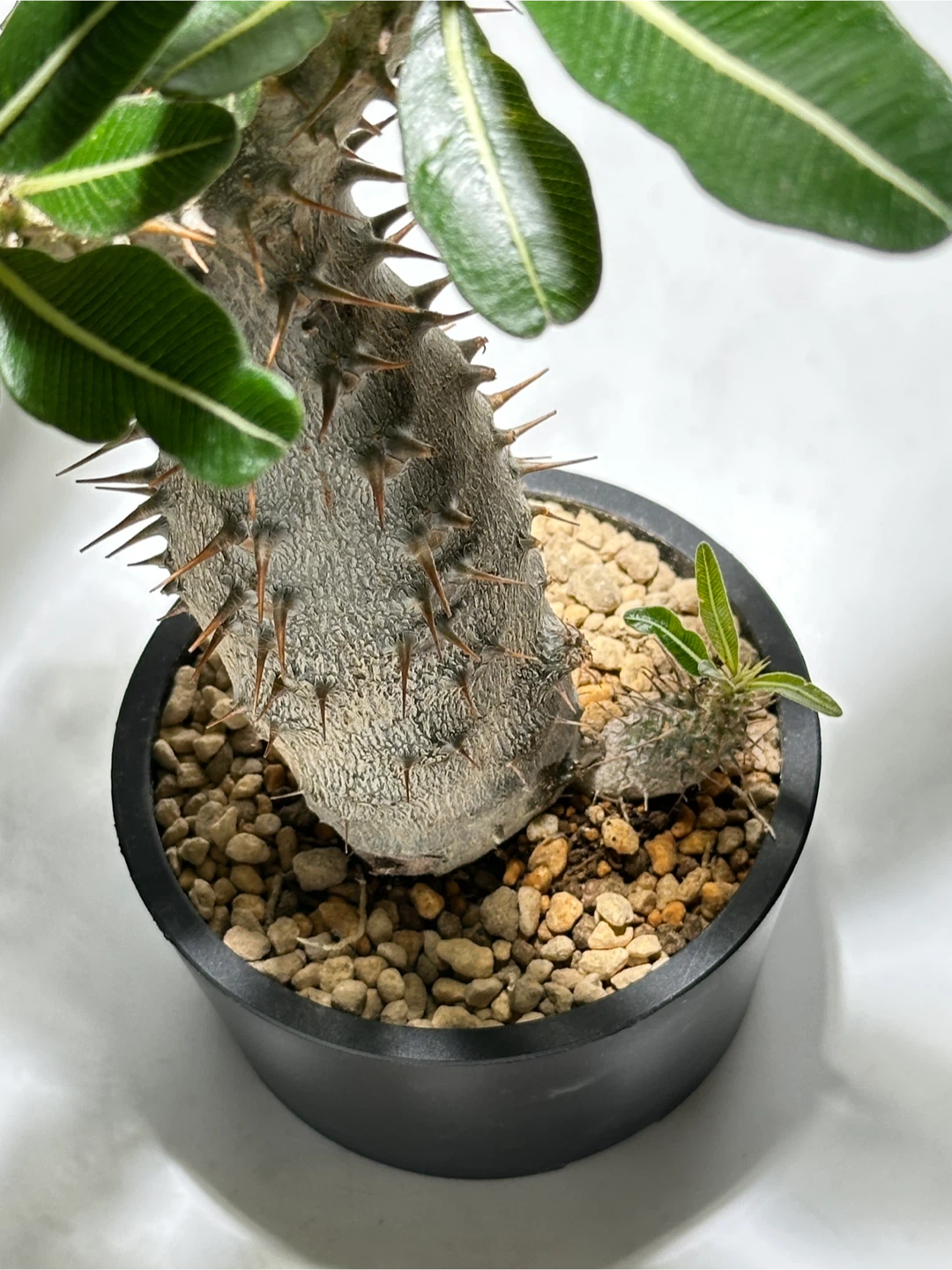 パキポディウム ロスラーツム 観葉植物の写真2枚目