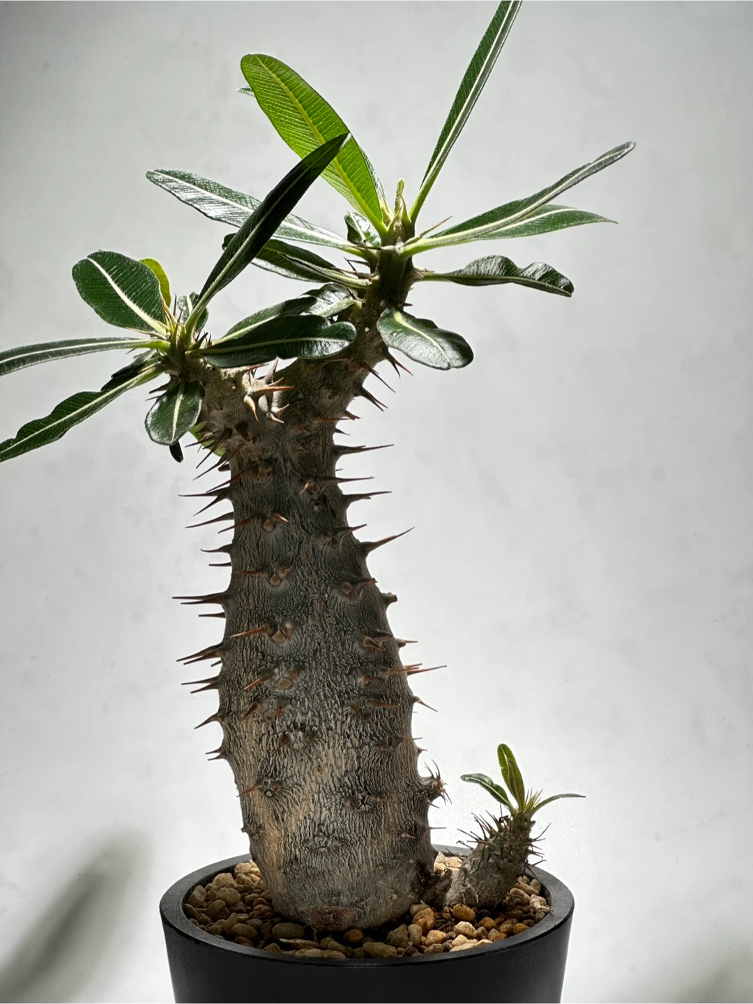 パキポディウム ロスラーツム 観葉植物の写真3枚目